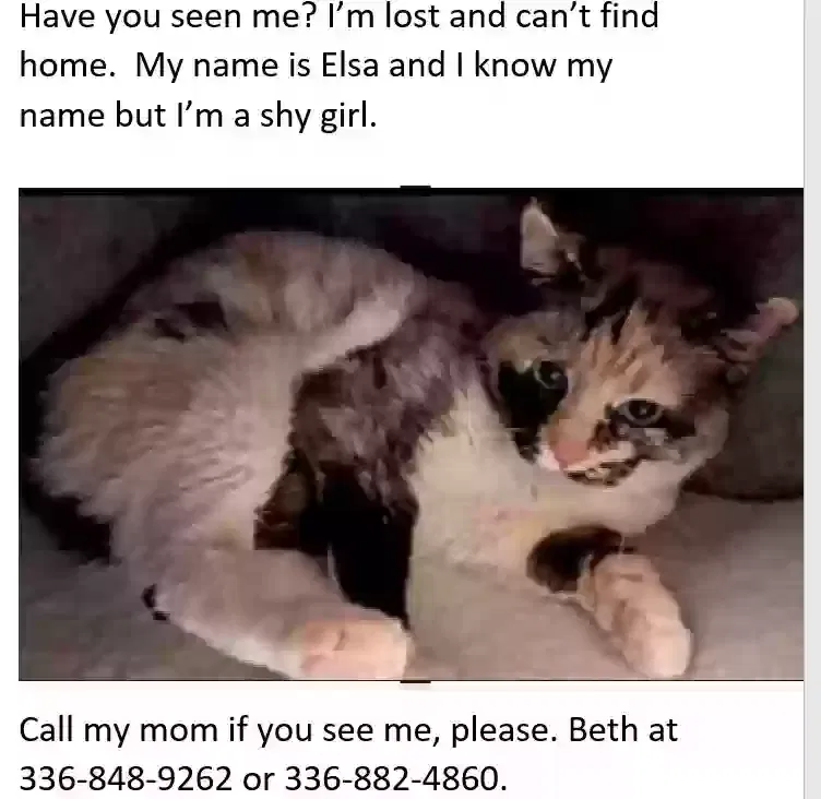Lost cat in High Point, NC, 27265