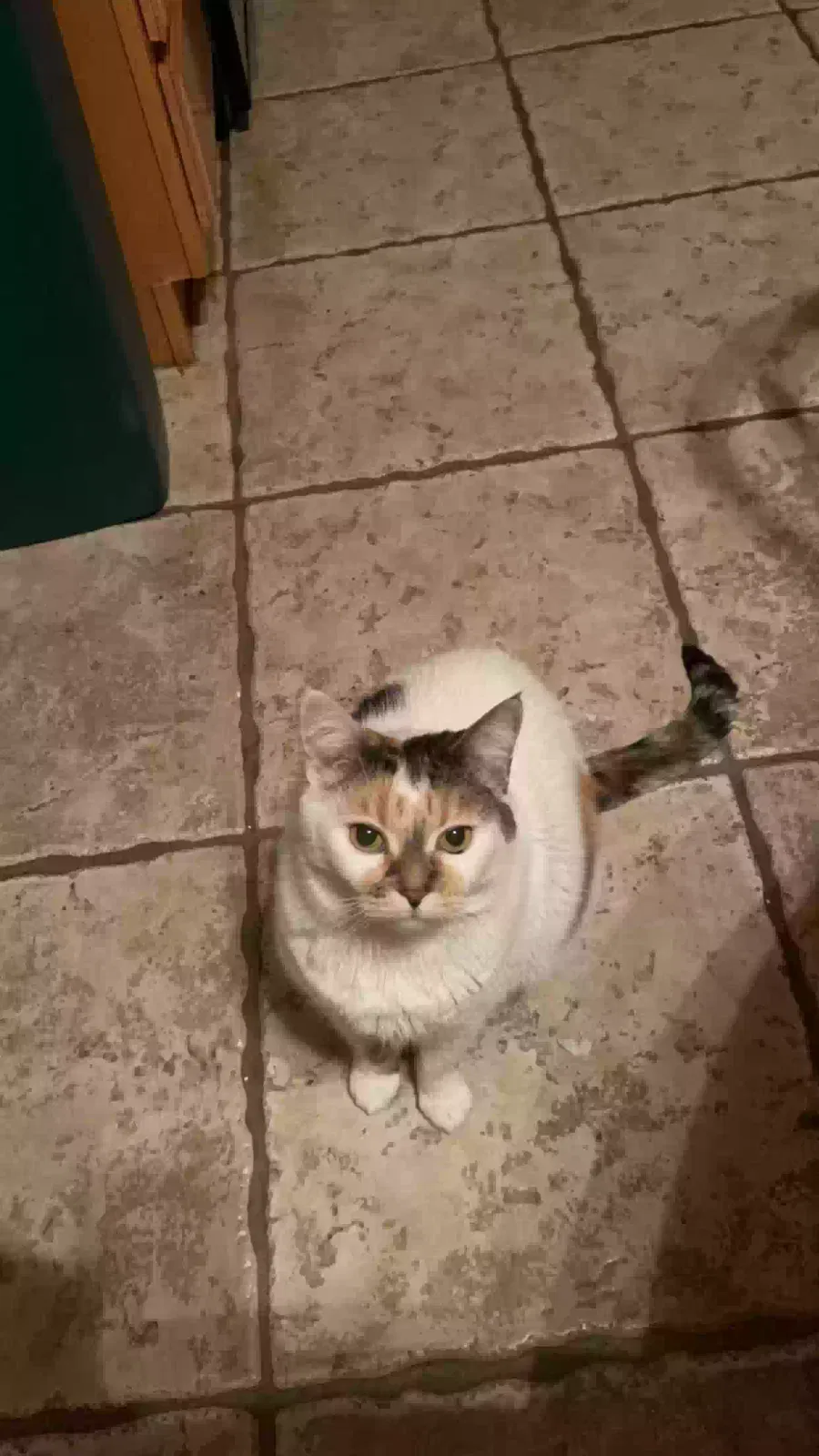 Lost cat in North Las Vegas, NV, 89031