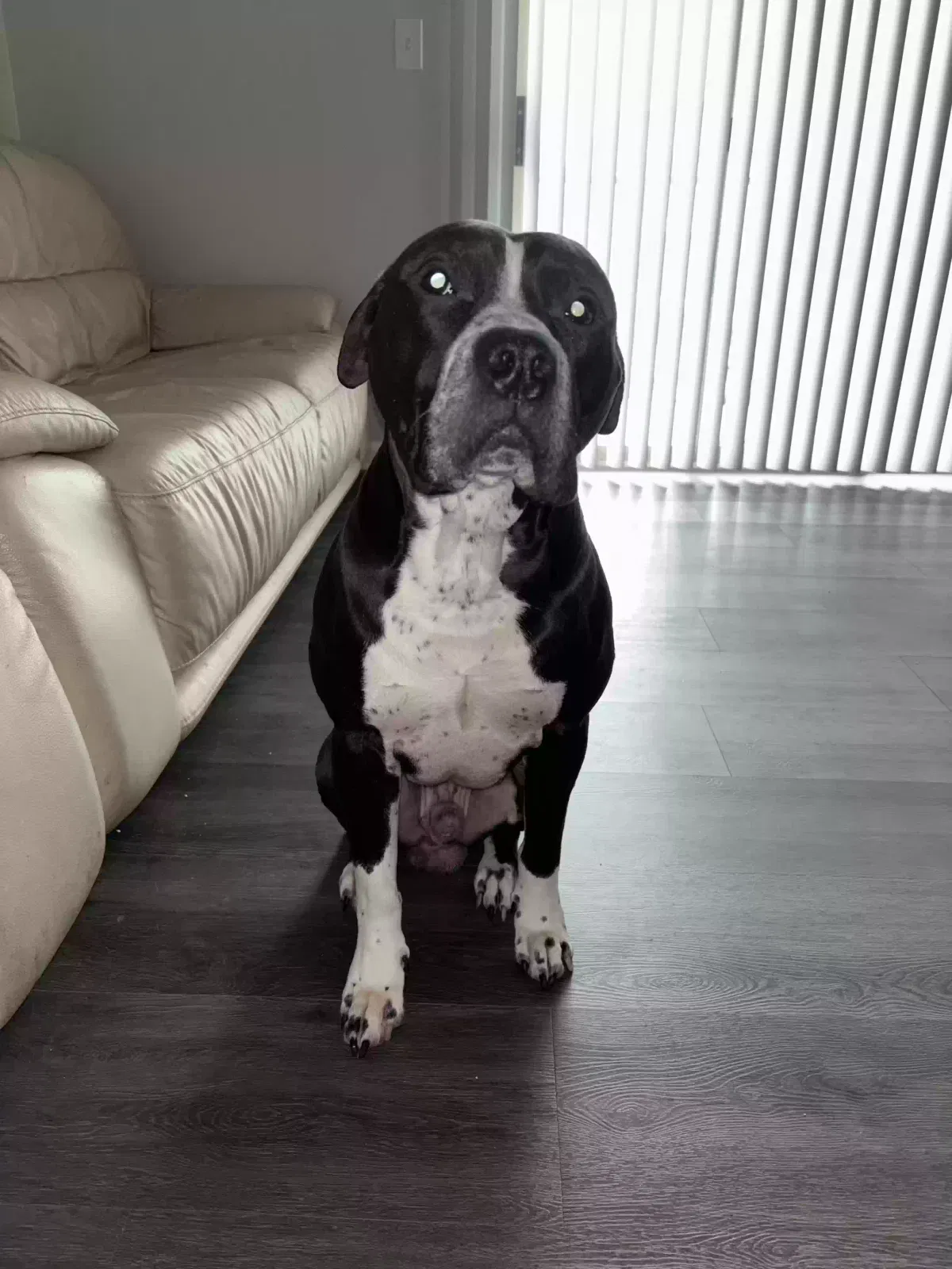 Lost dog in Irving, TX, 75062