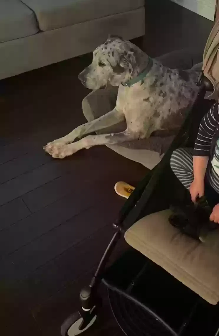Lost dog in Glendora, CA, 91740