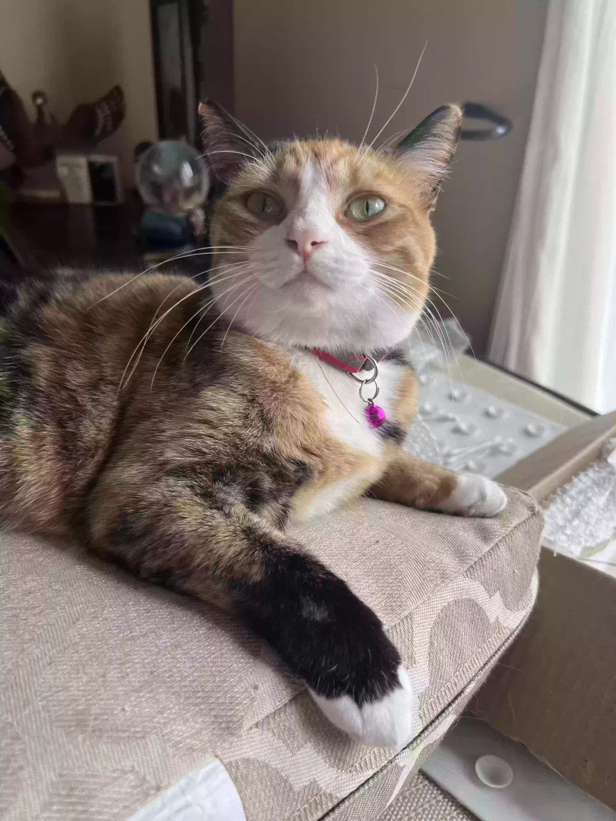 Lost cat in Levittown, NY, 11756