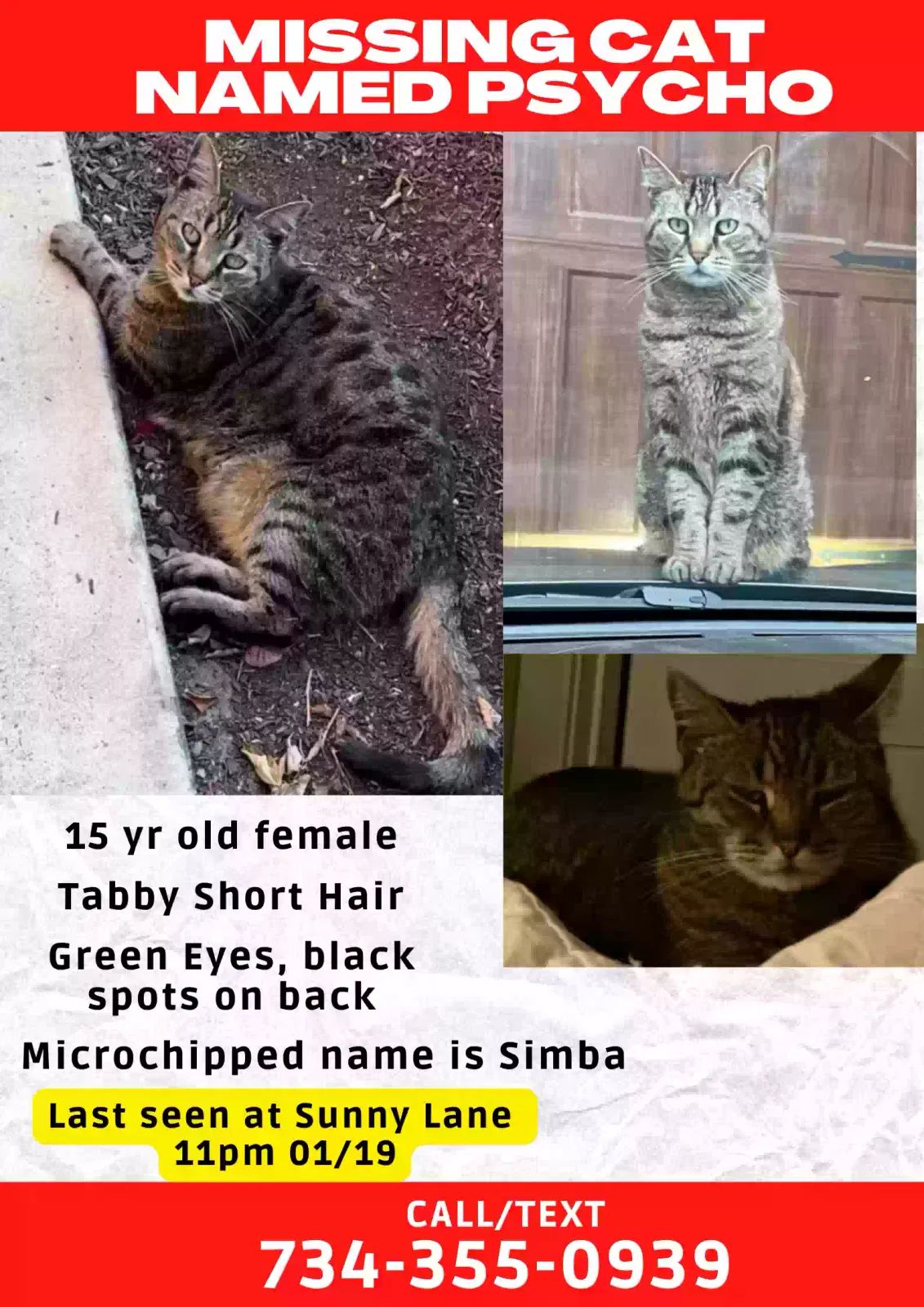 Lost cat in Santa Cruz, CA, 95065