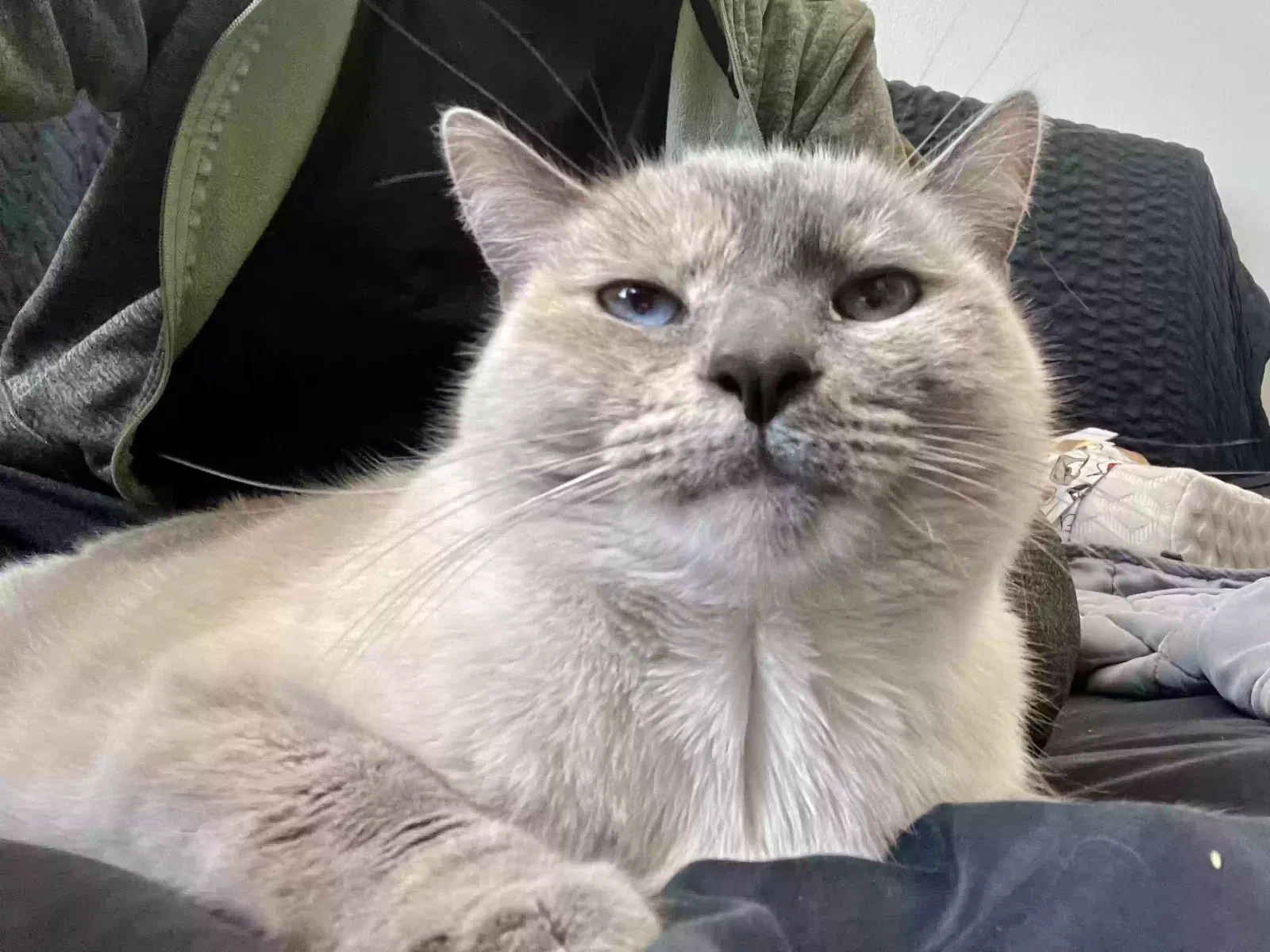 Lost cat in Hutto, TX, 78634