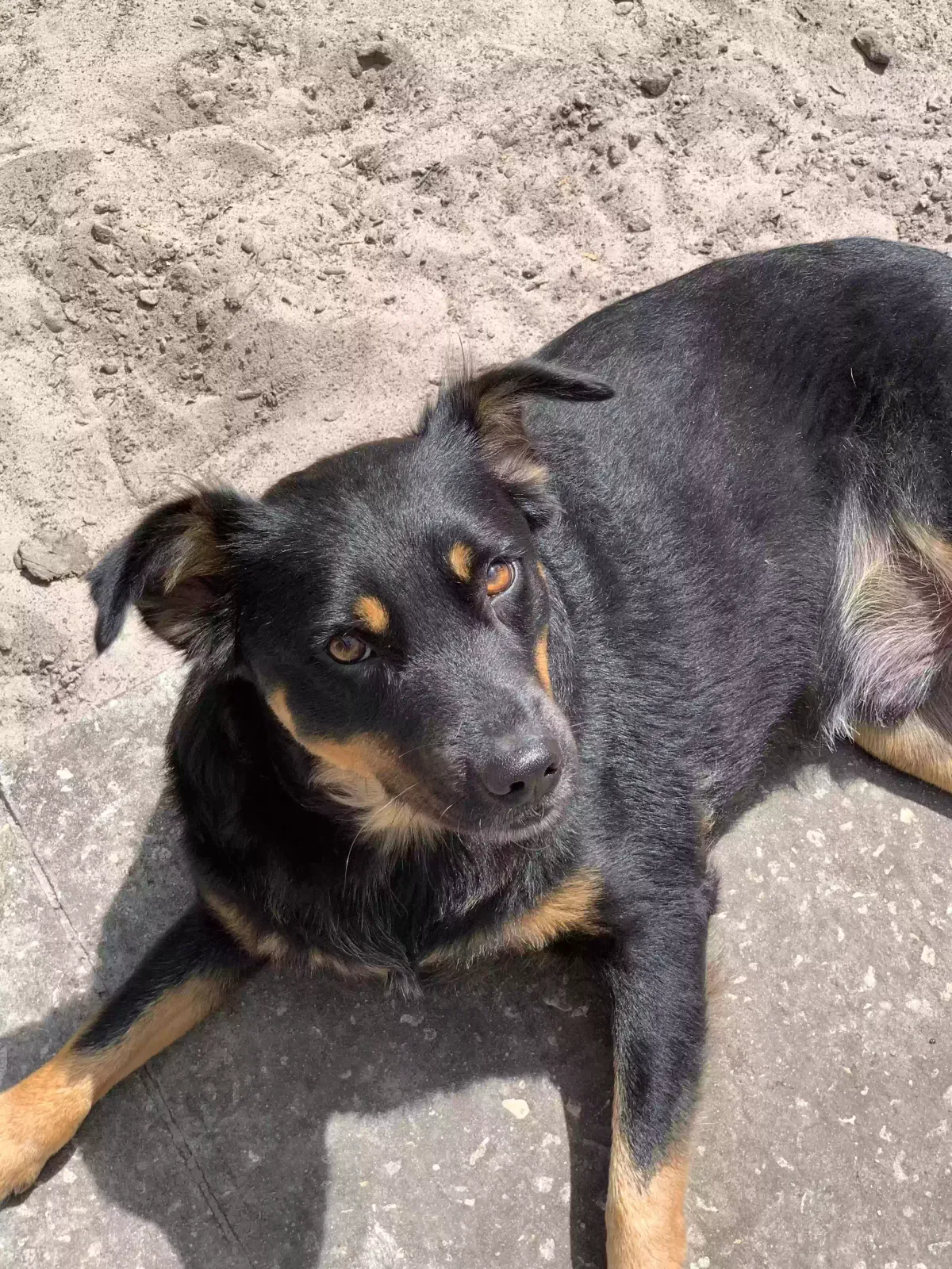 Lost dog in Dunnellon, FL, 34432