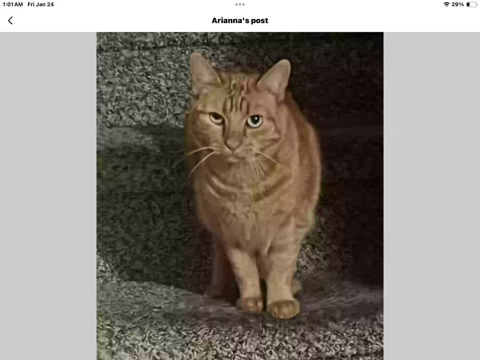 Lost cat in Merced, CA, 95348