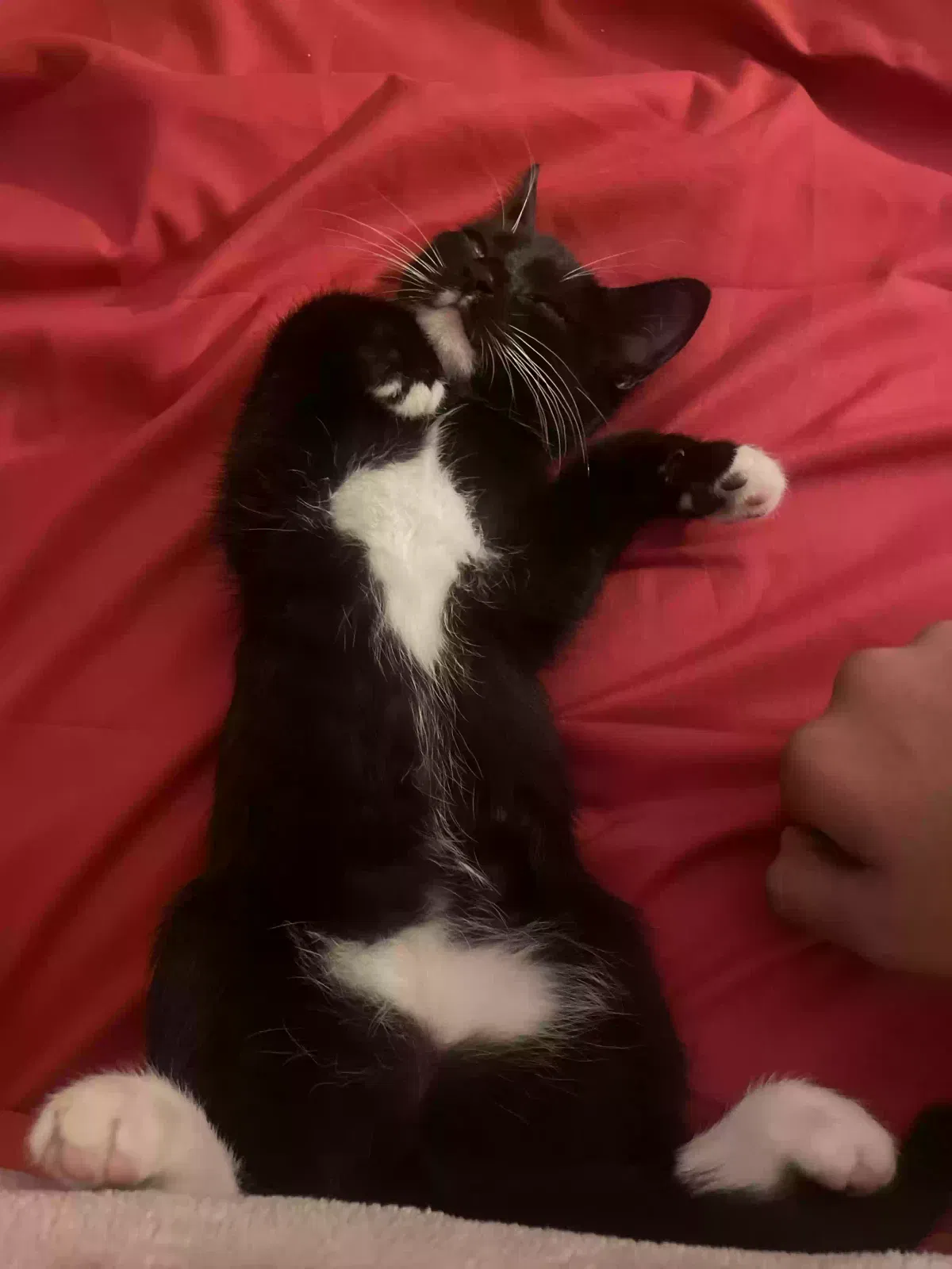 Lost cat in Allentown, PA, 18102