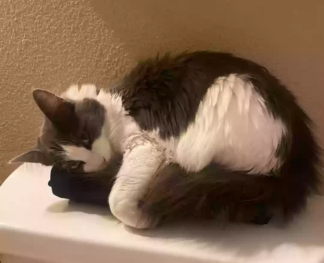 Lost cat in Clovis, CA, 93611