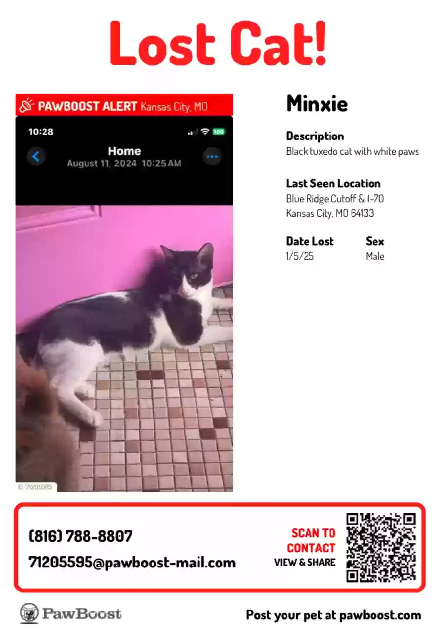 Lost cat in Kansas City, MO, 64133