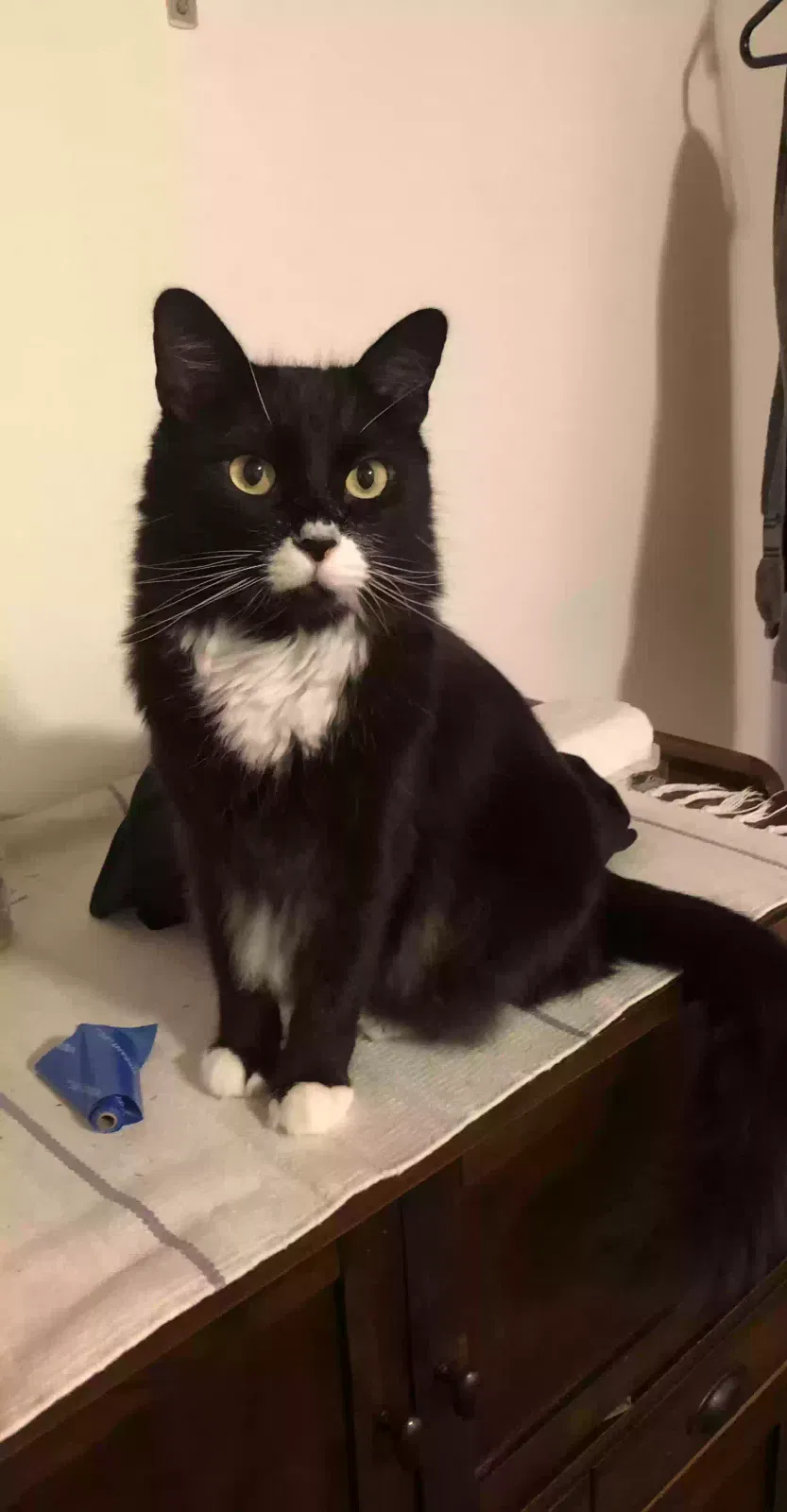 Lost cat in Tacoma, WA, 98408