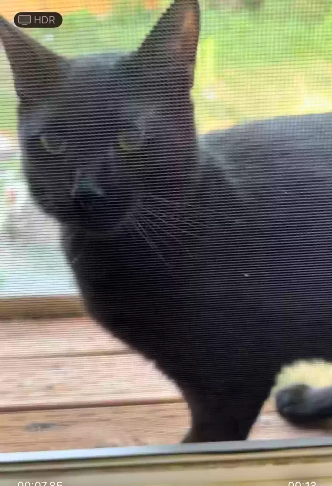 Lost cat in Caldwell, ID, 83605