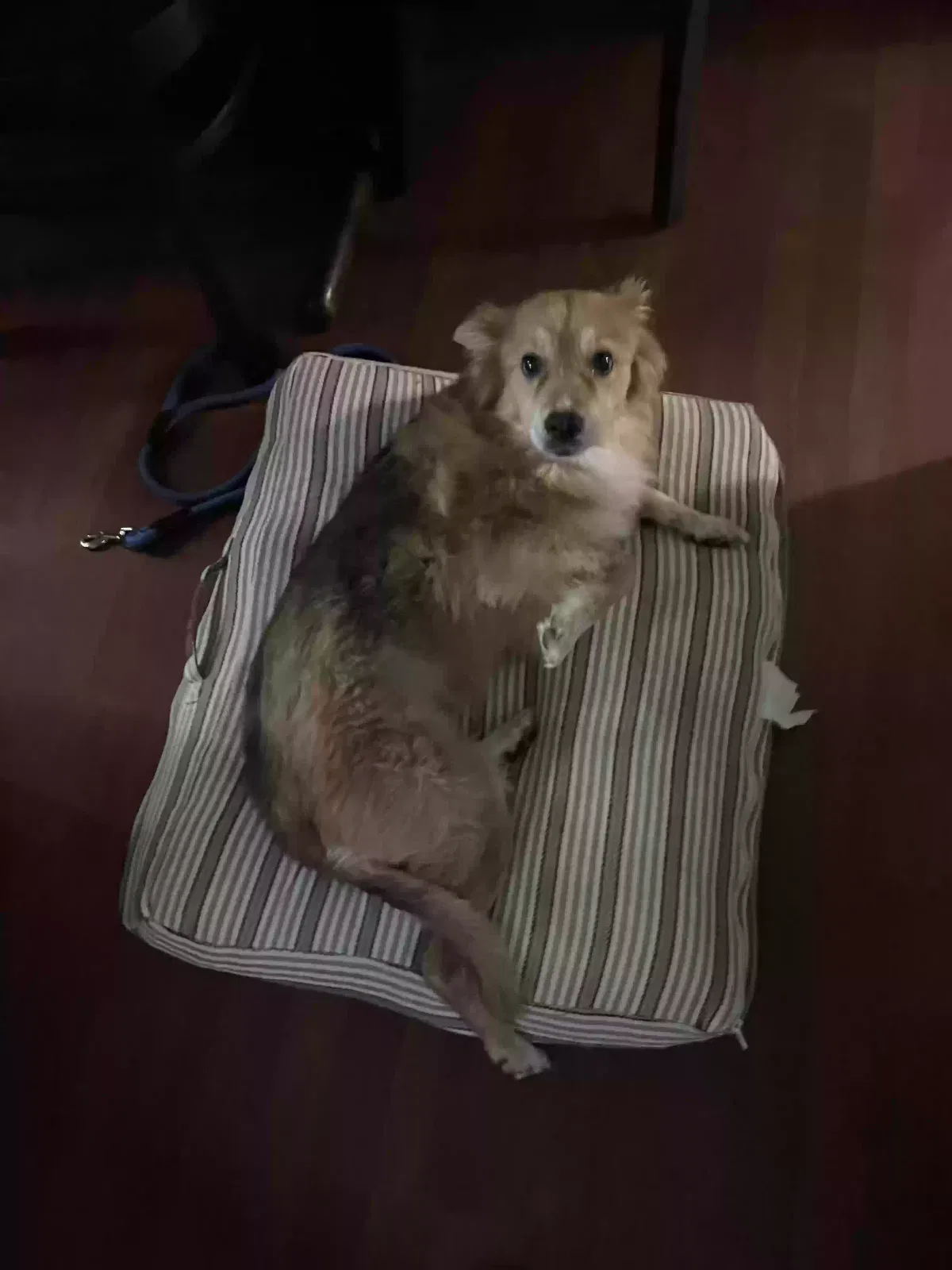 Lost dog in Houston, TX, 77015