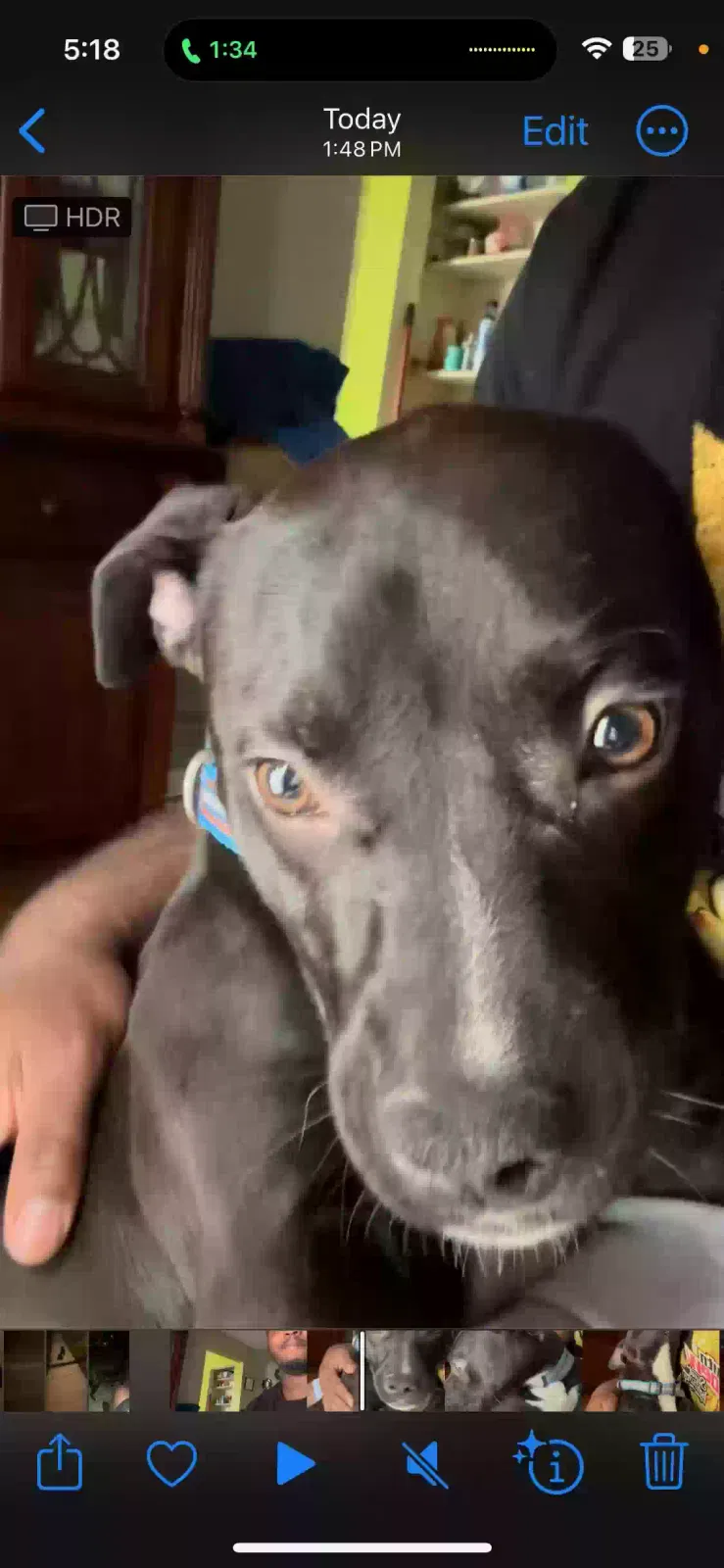 Lost dog in Hyattsville, MD, 20785