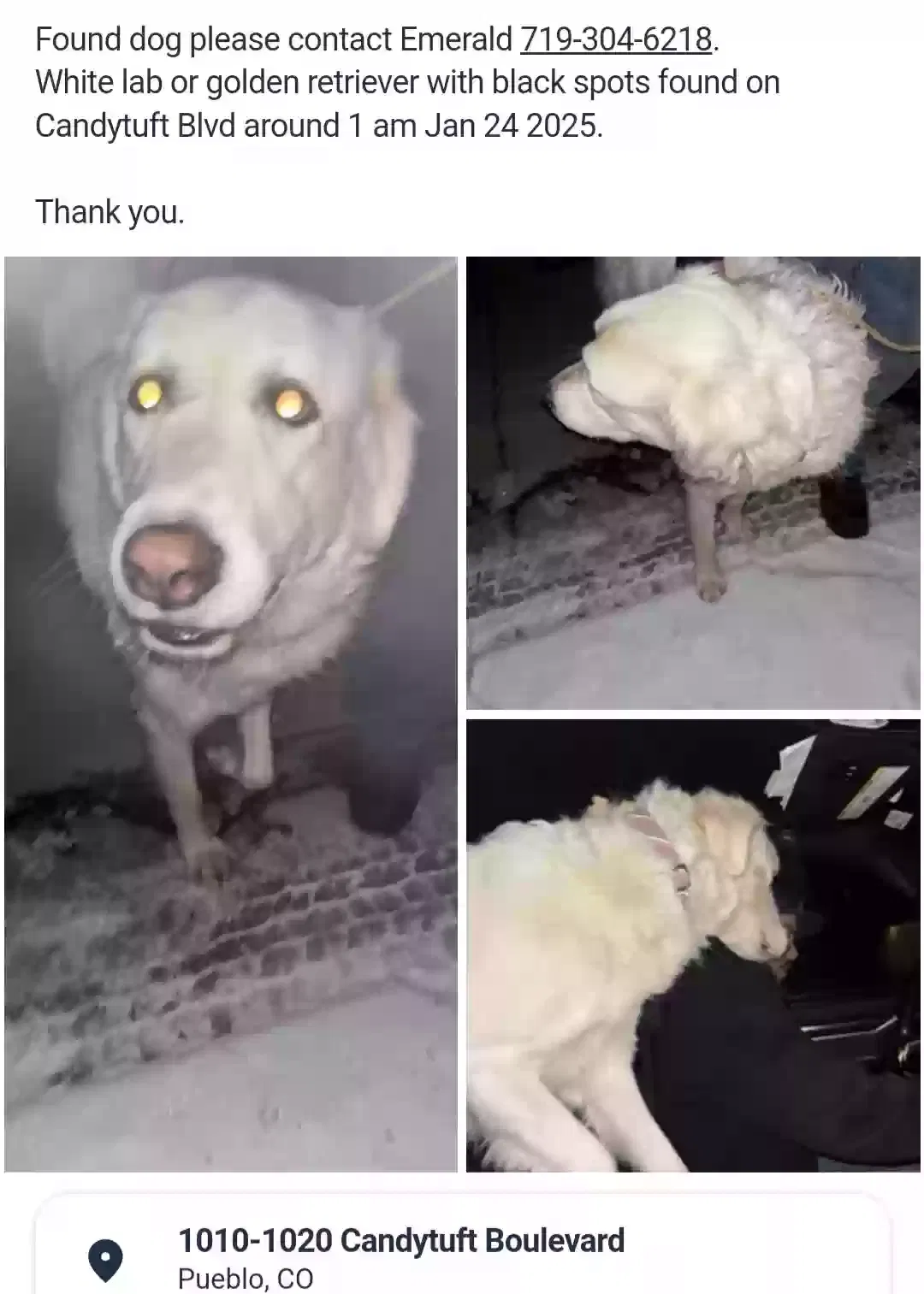 Found dog in Pueblo, CO, 81001
