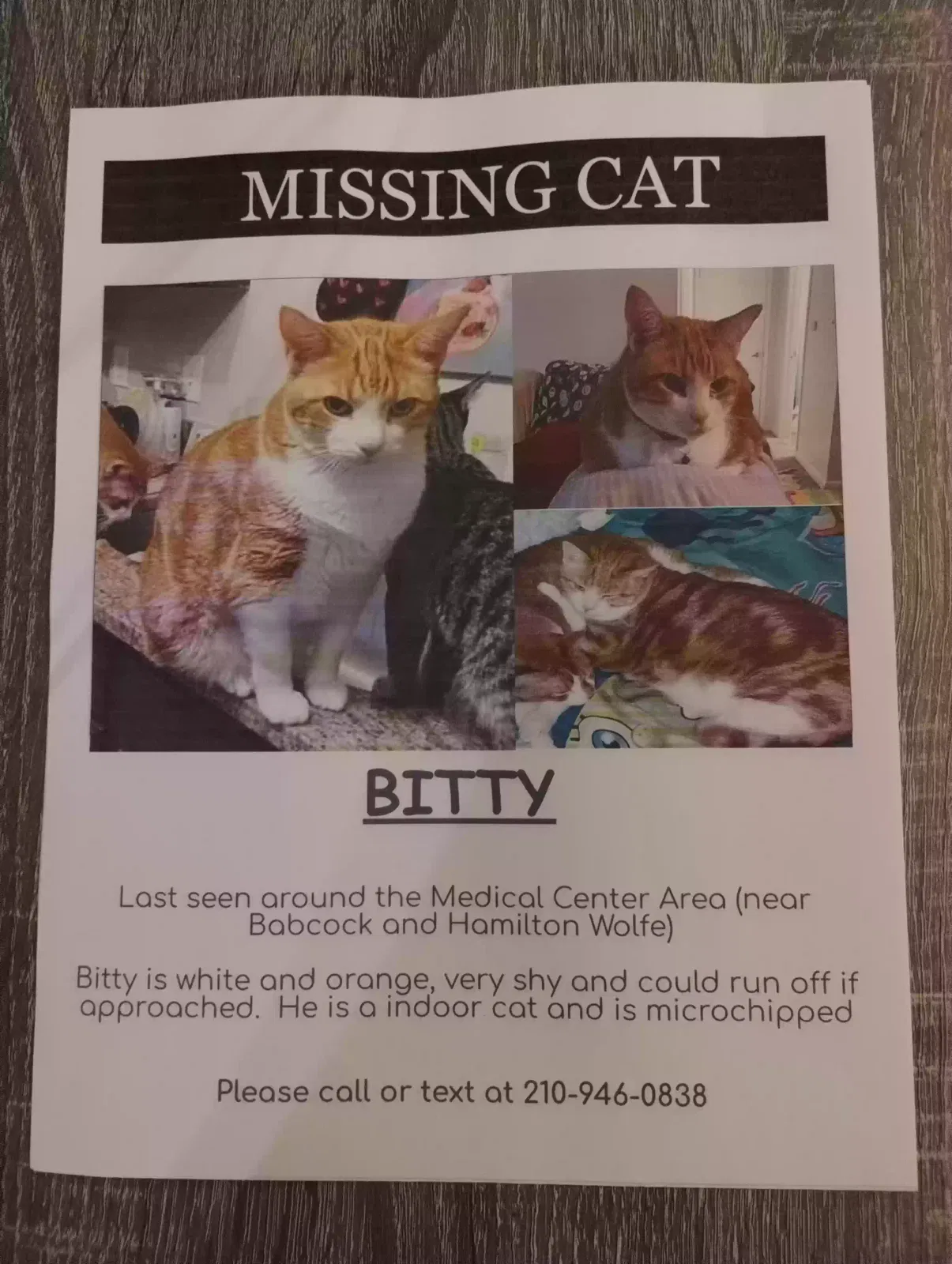 Lost cat in San Antonio, TX, 78229
