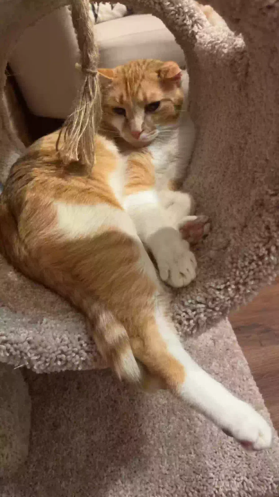 Lost cat in Unknown, TX, 76812