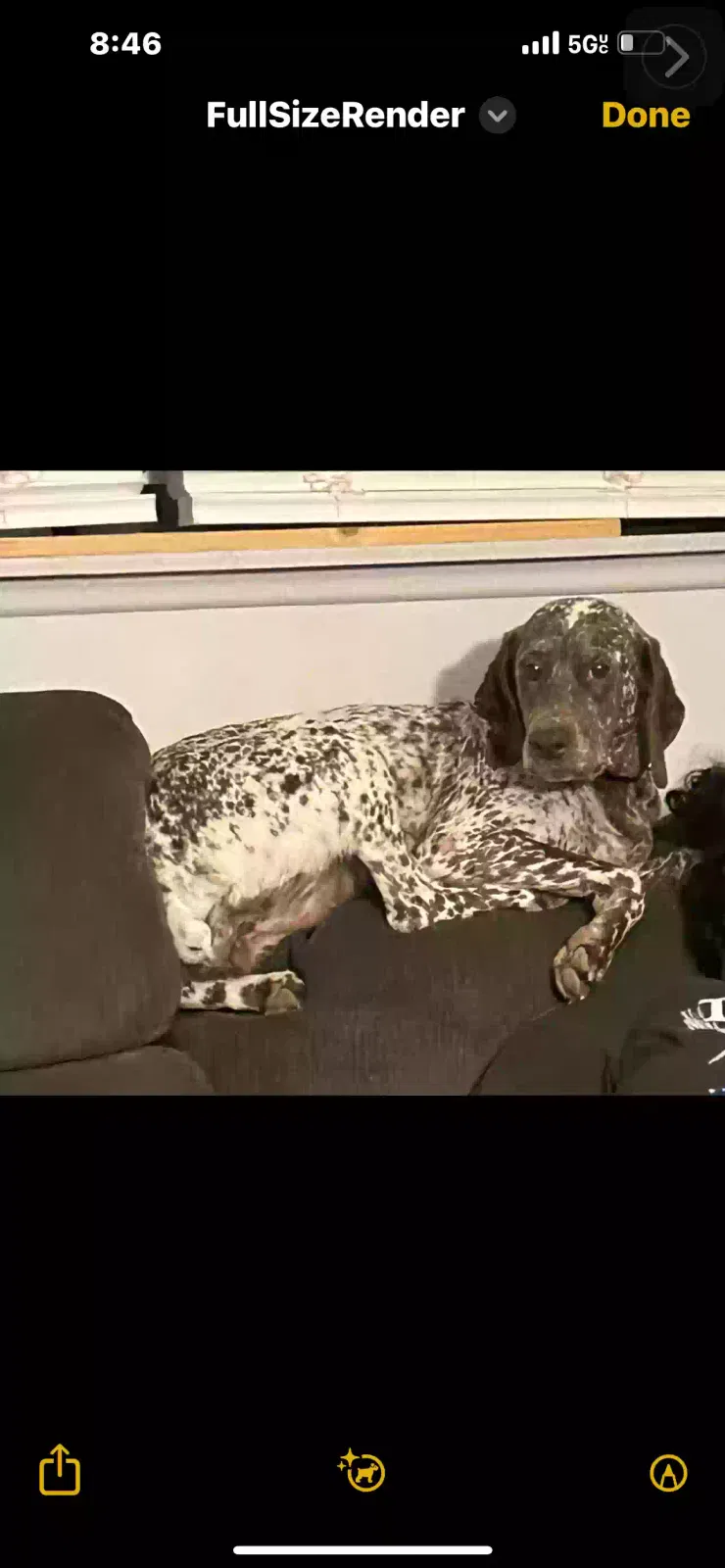 Lost dog in Las Vegas, NV, 89121