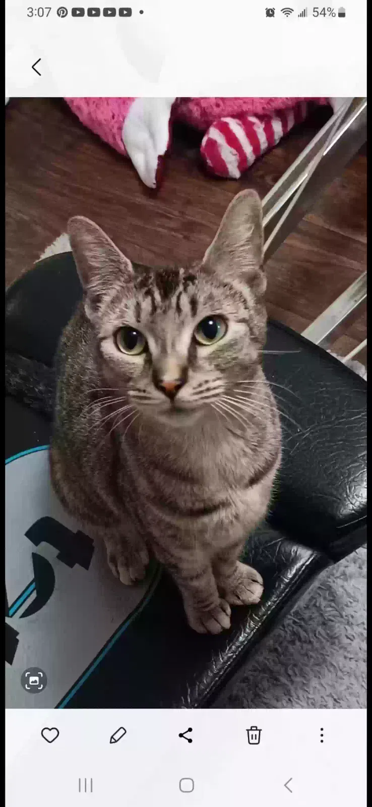 Lost cat in Carthage, NC, 28327
