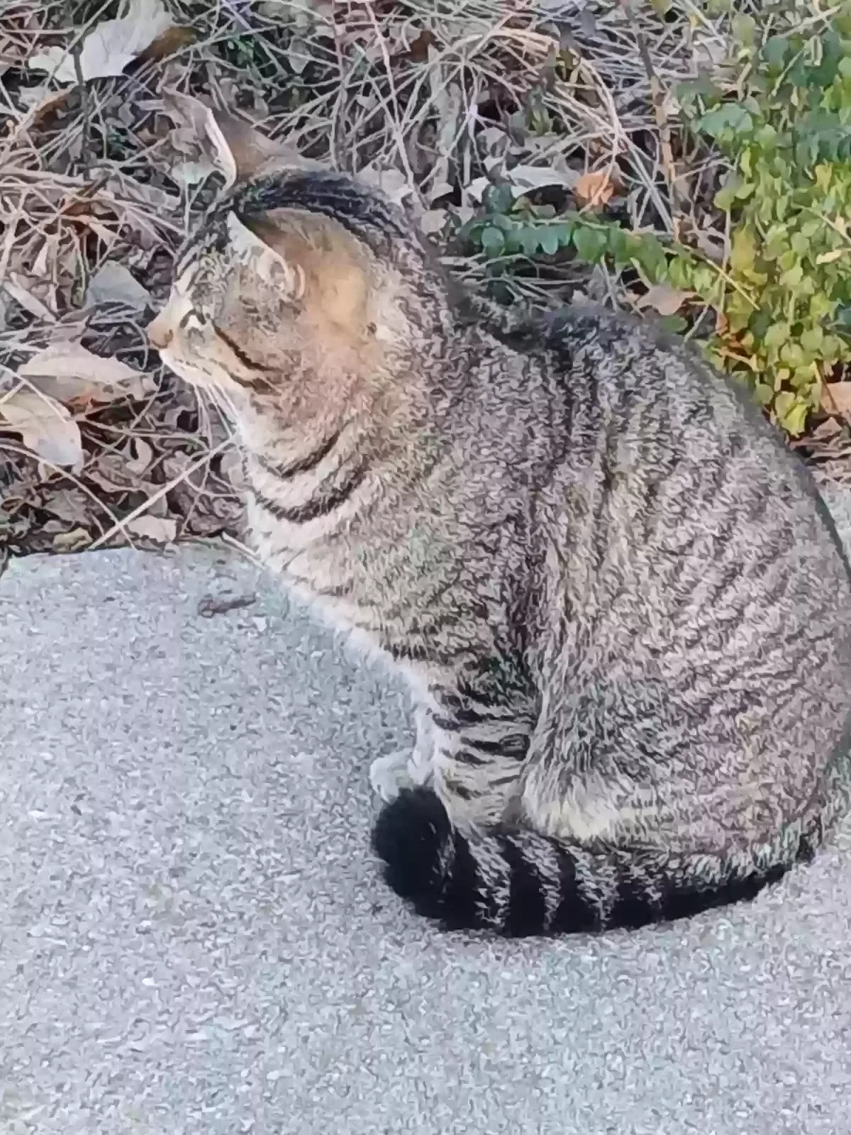 Found cat in Duncanville, TX, 75137