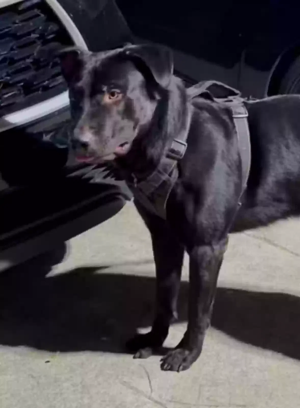 Lost dog in Sacramento, CA, 95823