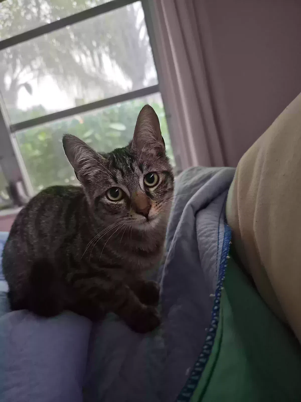 Missing Cat