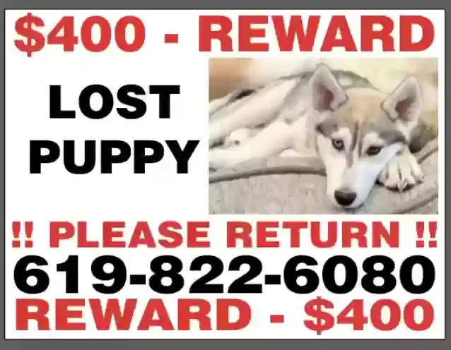 Lost dog in Cleveland, TX, 77328
