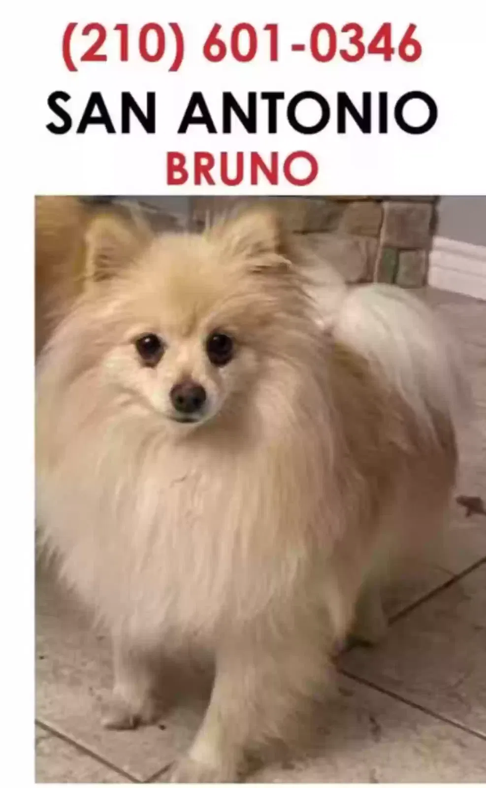 Lost dog in San Antonio, TX, 78242