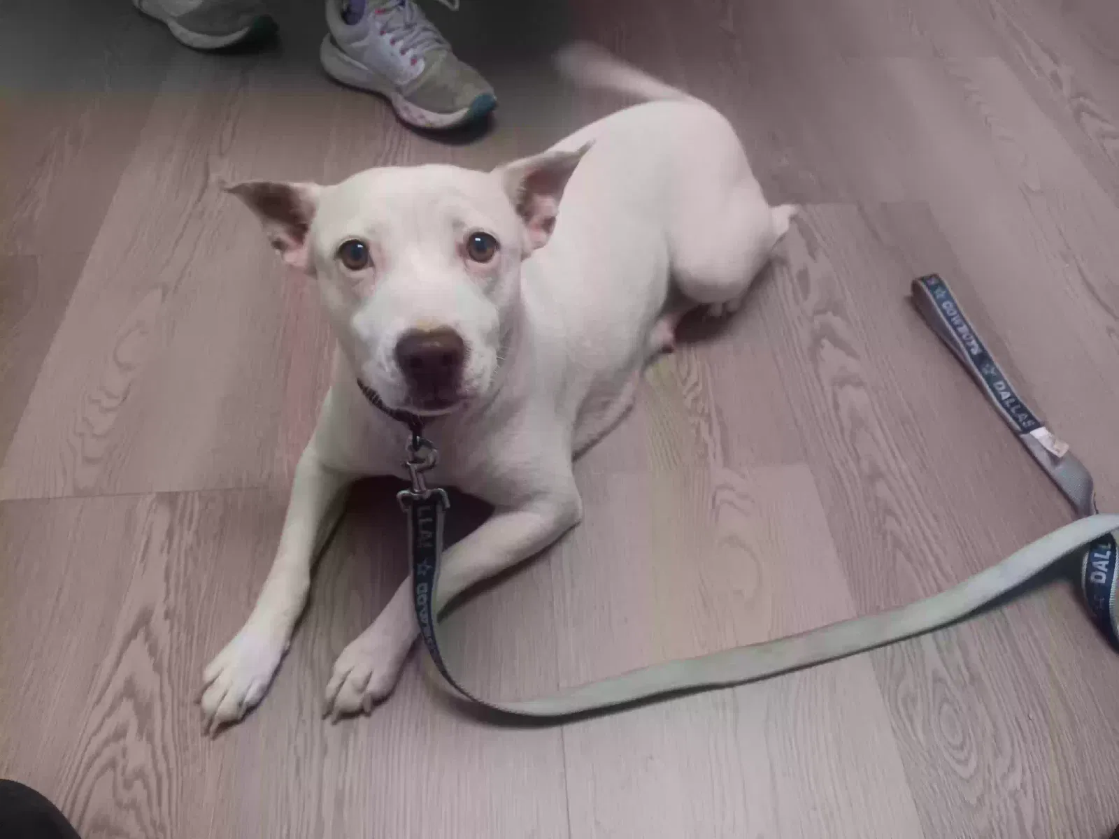 Lost dog in Abilene, TX, 79604