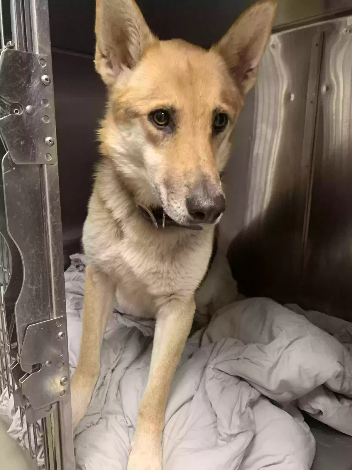 Found dog in Searcy, AR, 72143