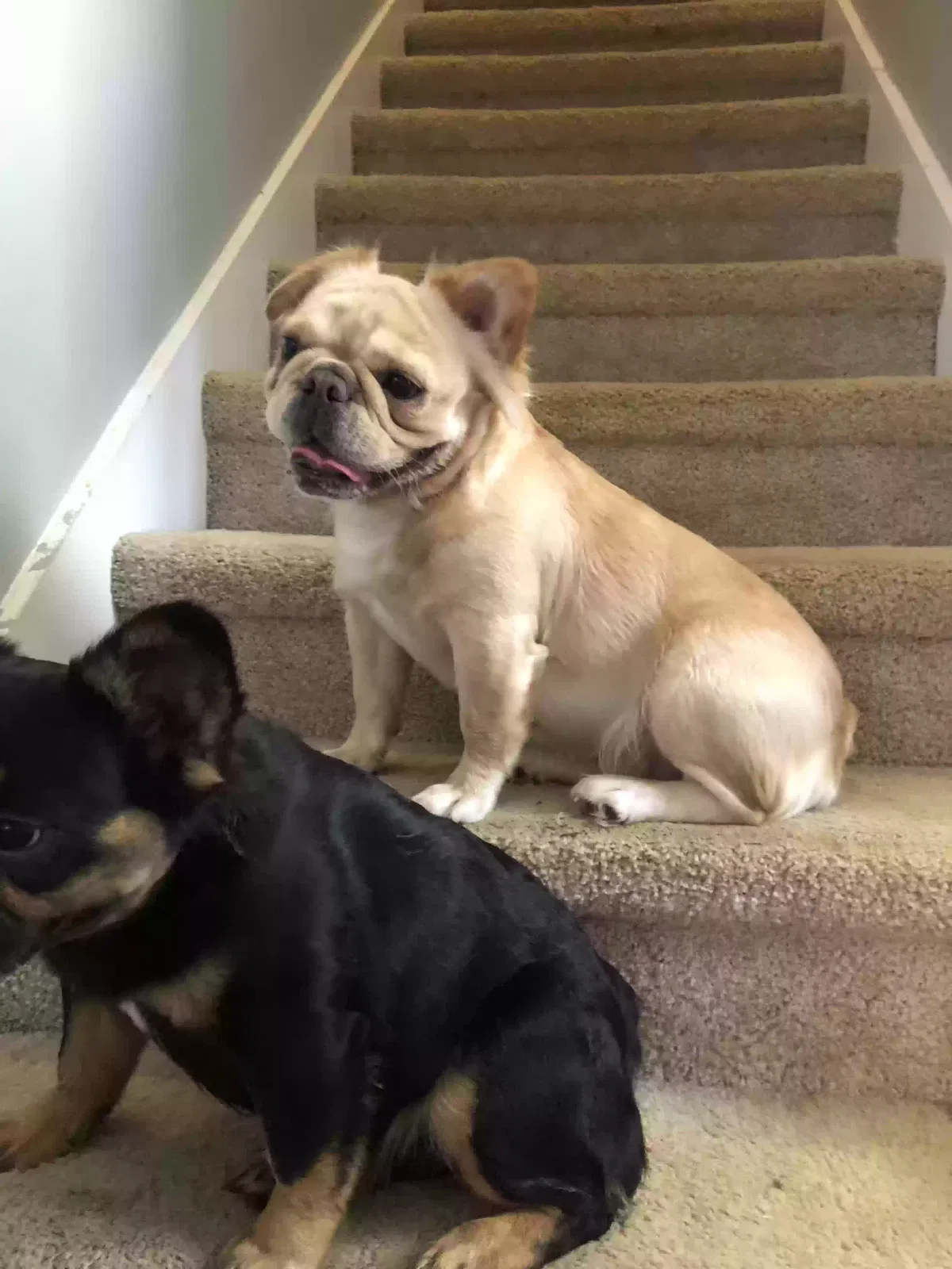 Lost dog in Atlanta, GA, 30349