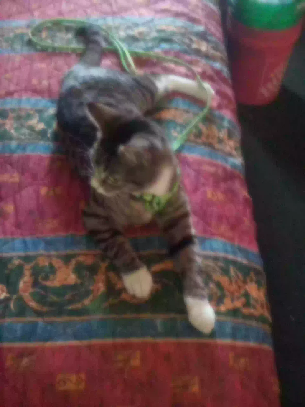 Lost cat in Edmond, OK, 73025