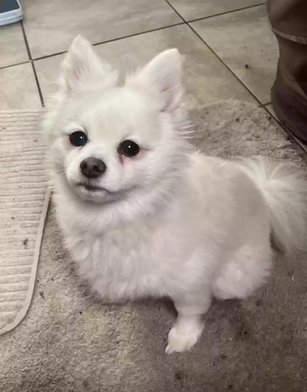 Lost dog in Oakland, CA, 94605