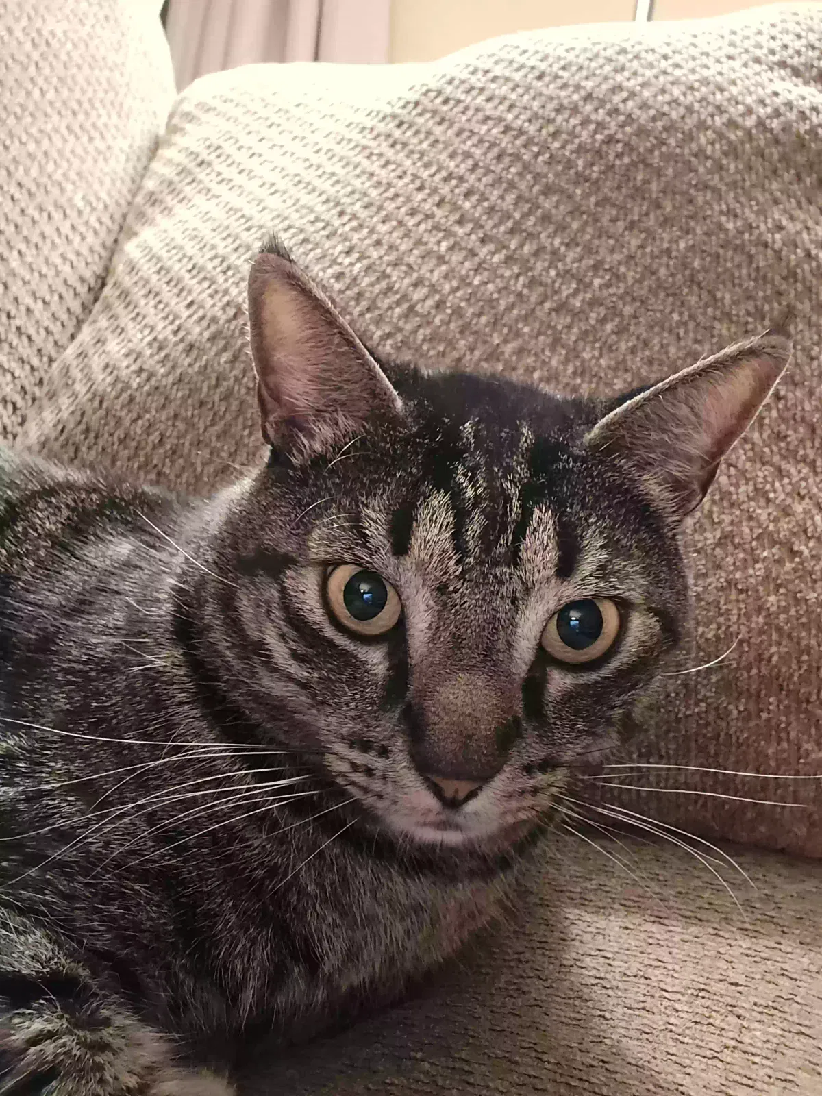 Lost cat in Pacoima, CA, 91331