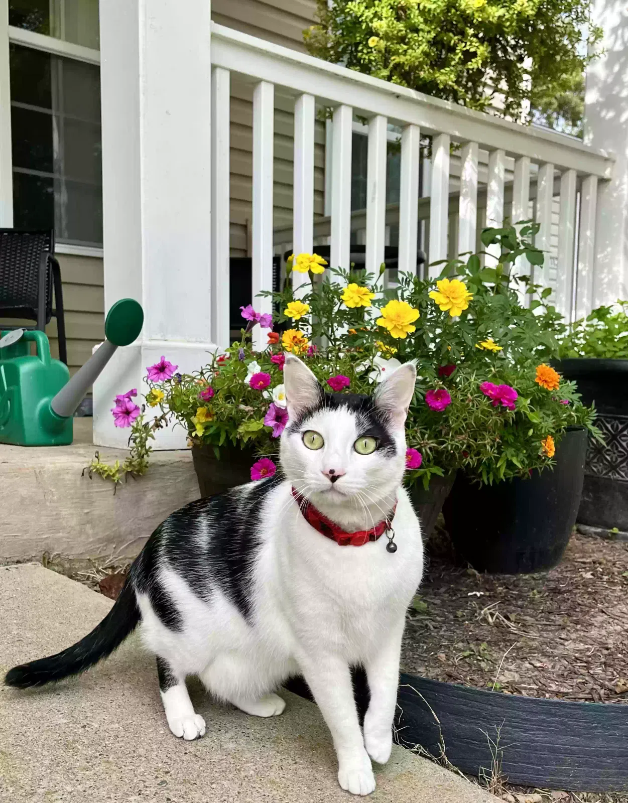 Lost cat in Fort Campbell, KY, 42223