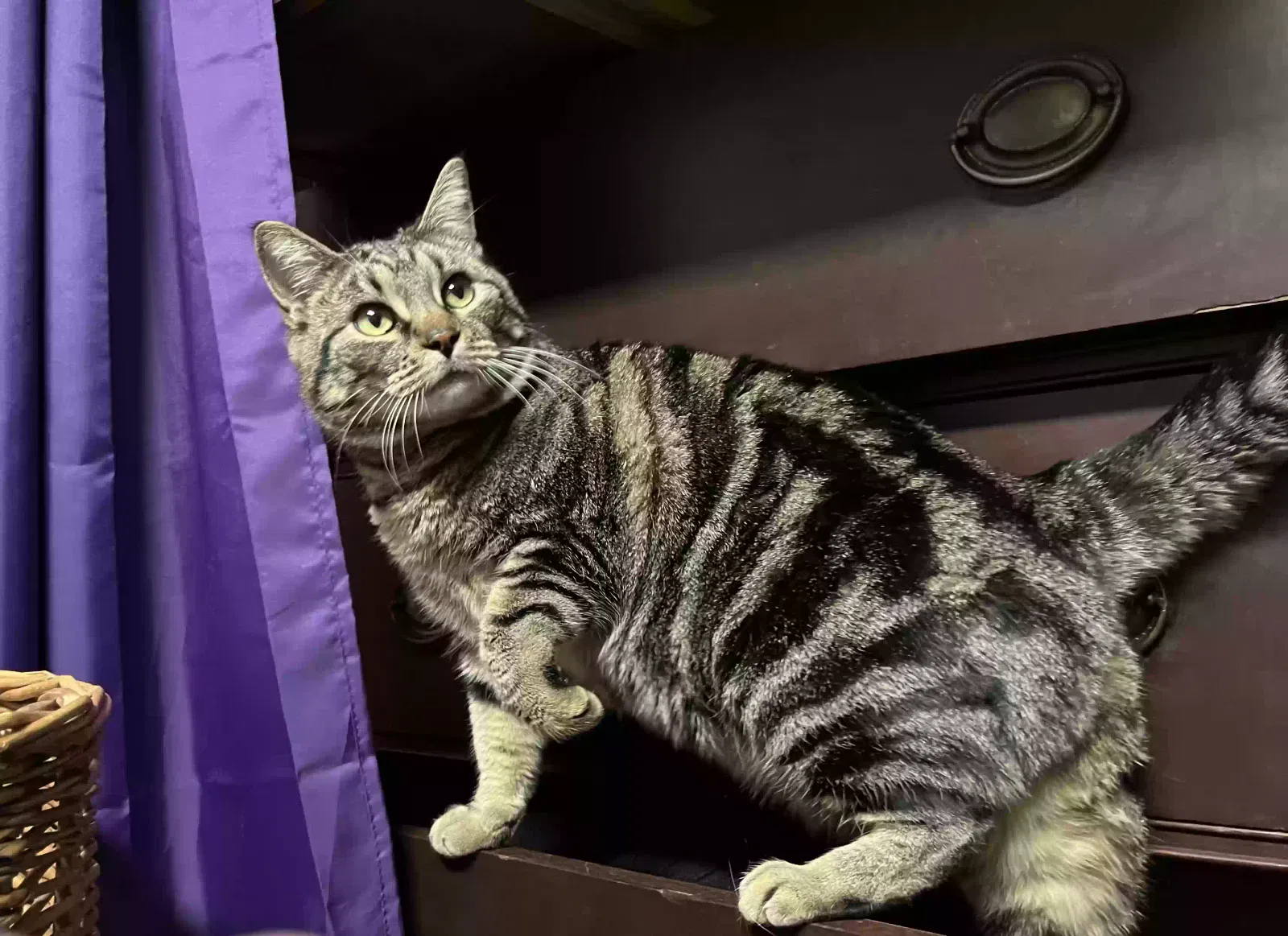 Lost cat in Puyallup, WA, 98372