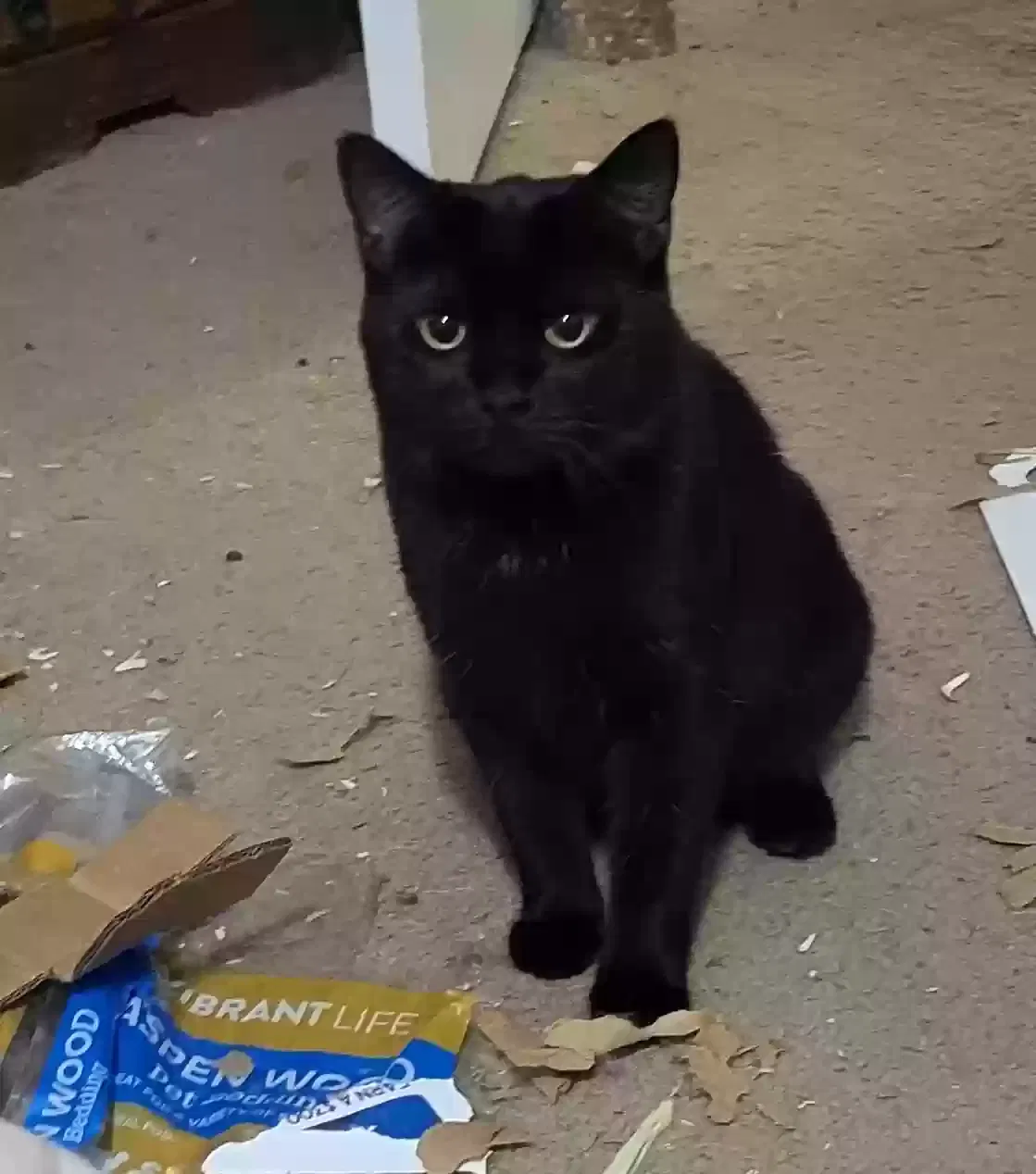 Lost cat in Orlando, FL, 32835