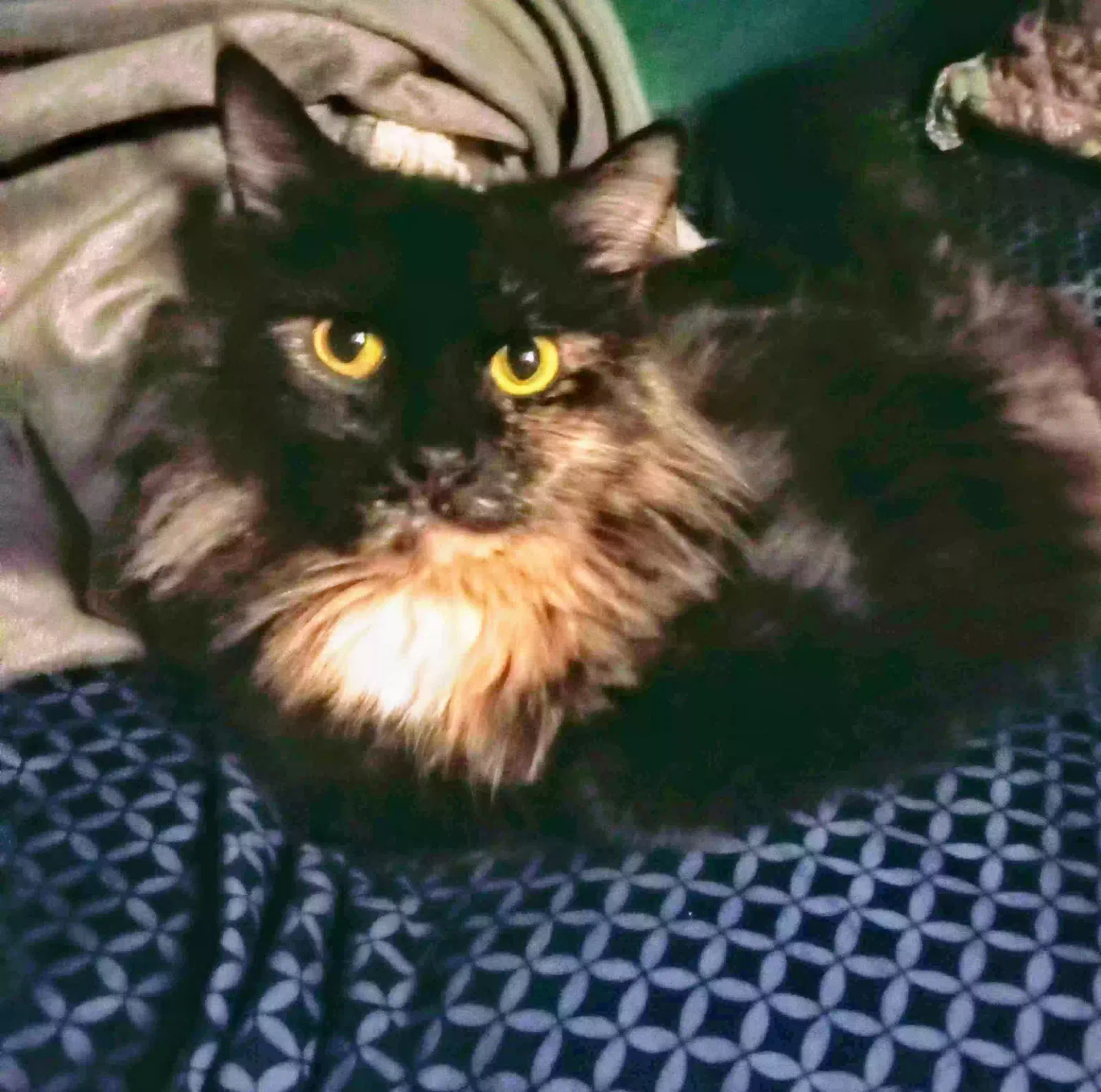 Lost cat in Inman, SC, 29349