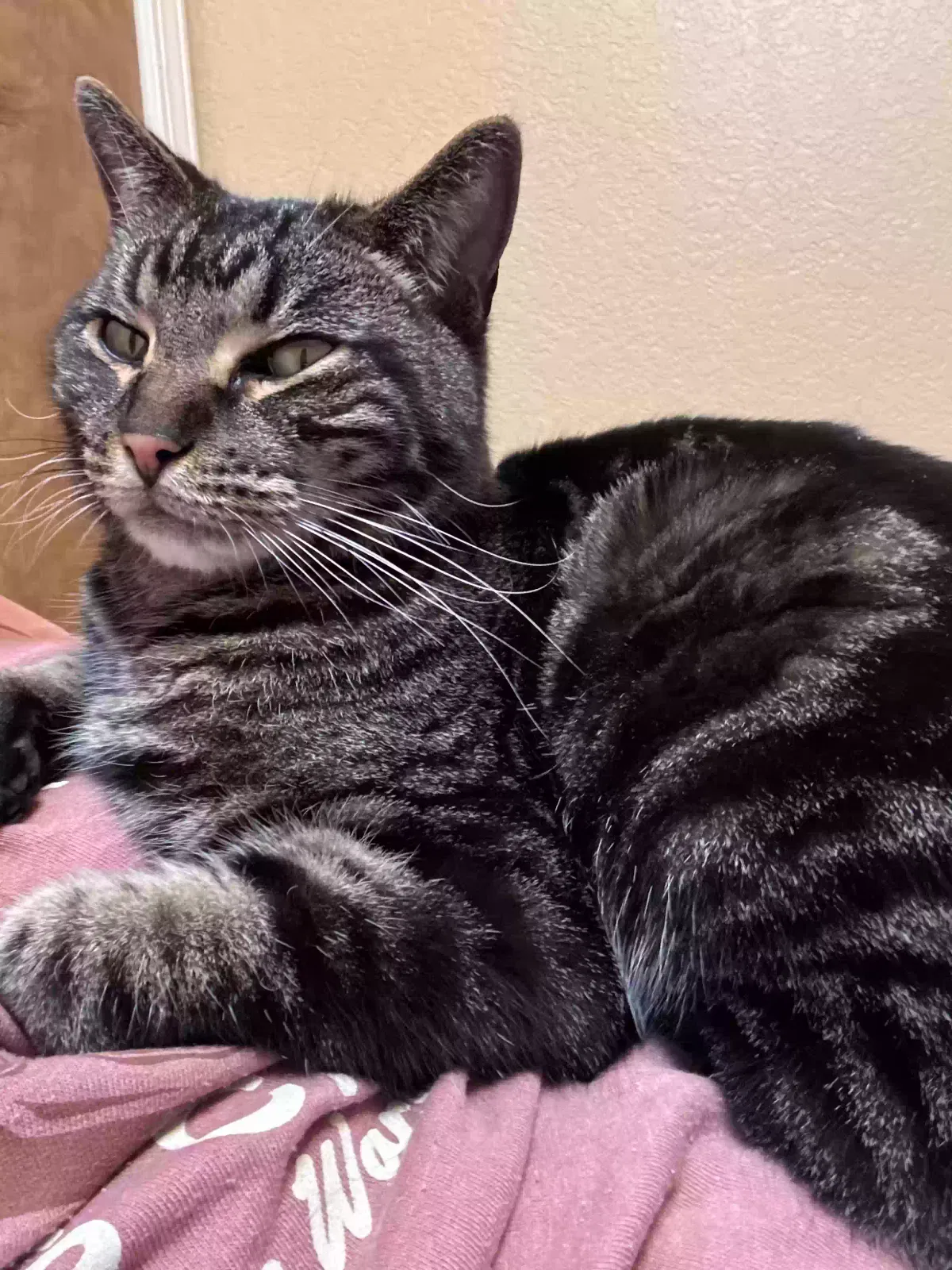 Found cat in Marsing, ID, 83639