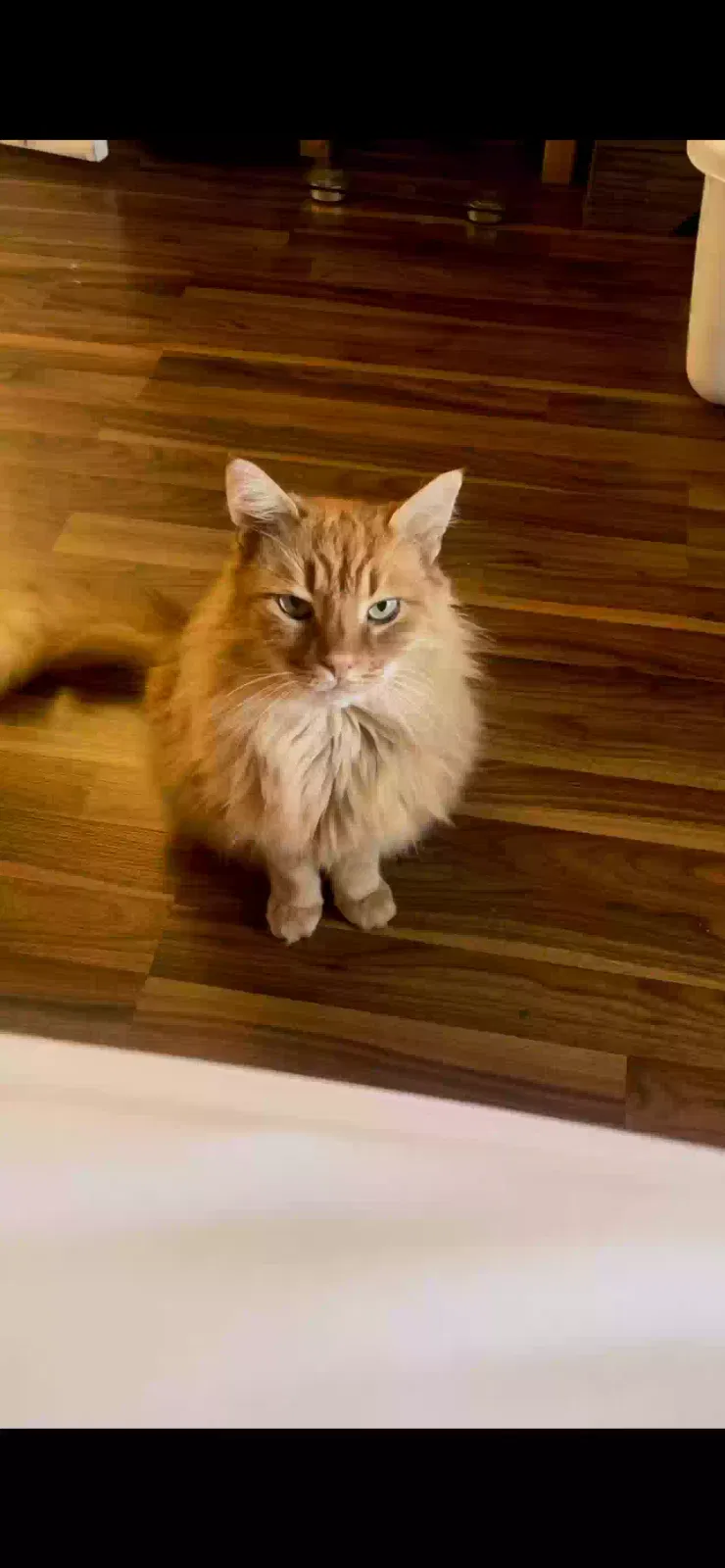 Lost cat in Mayflower, AR, 72106