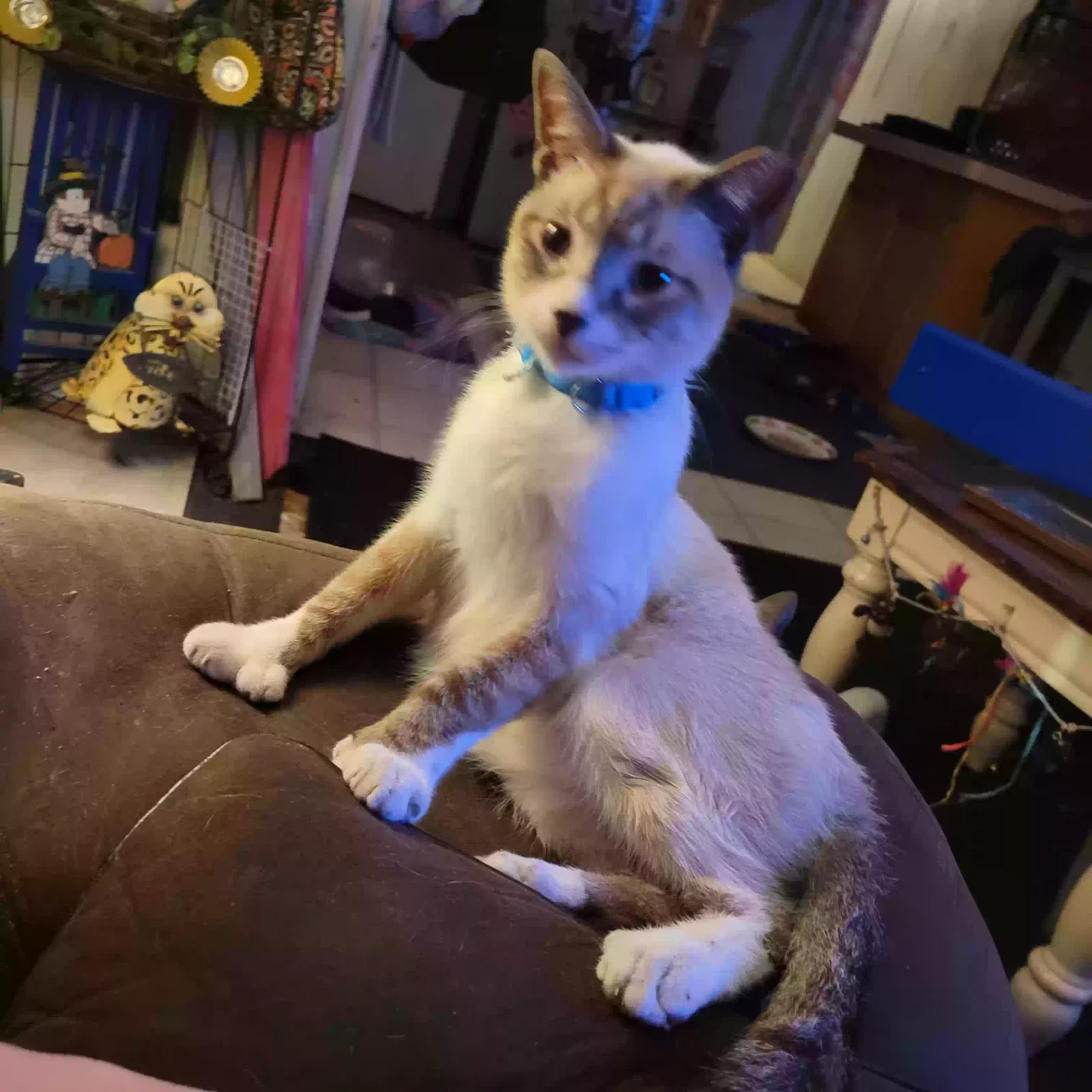 Lost cat in Plant City, FL, 33567