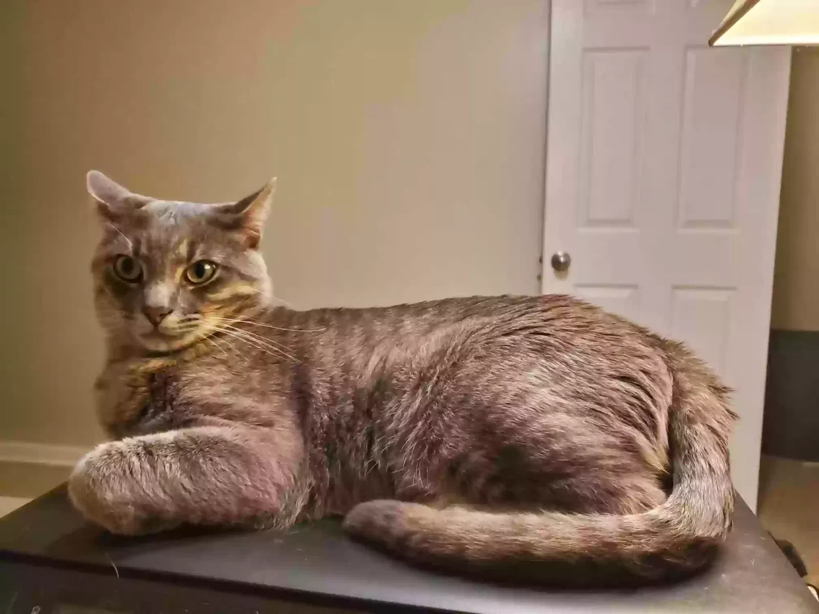 Lost cat in New Orleans, LA, 70119