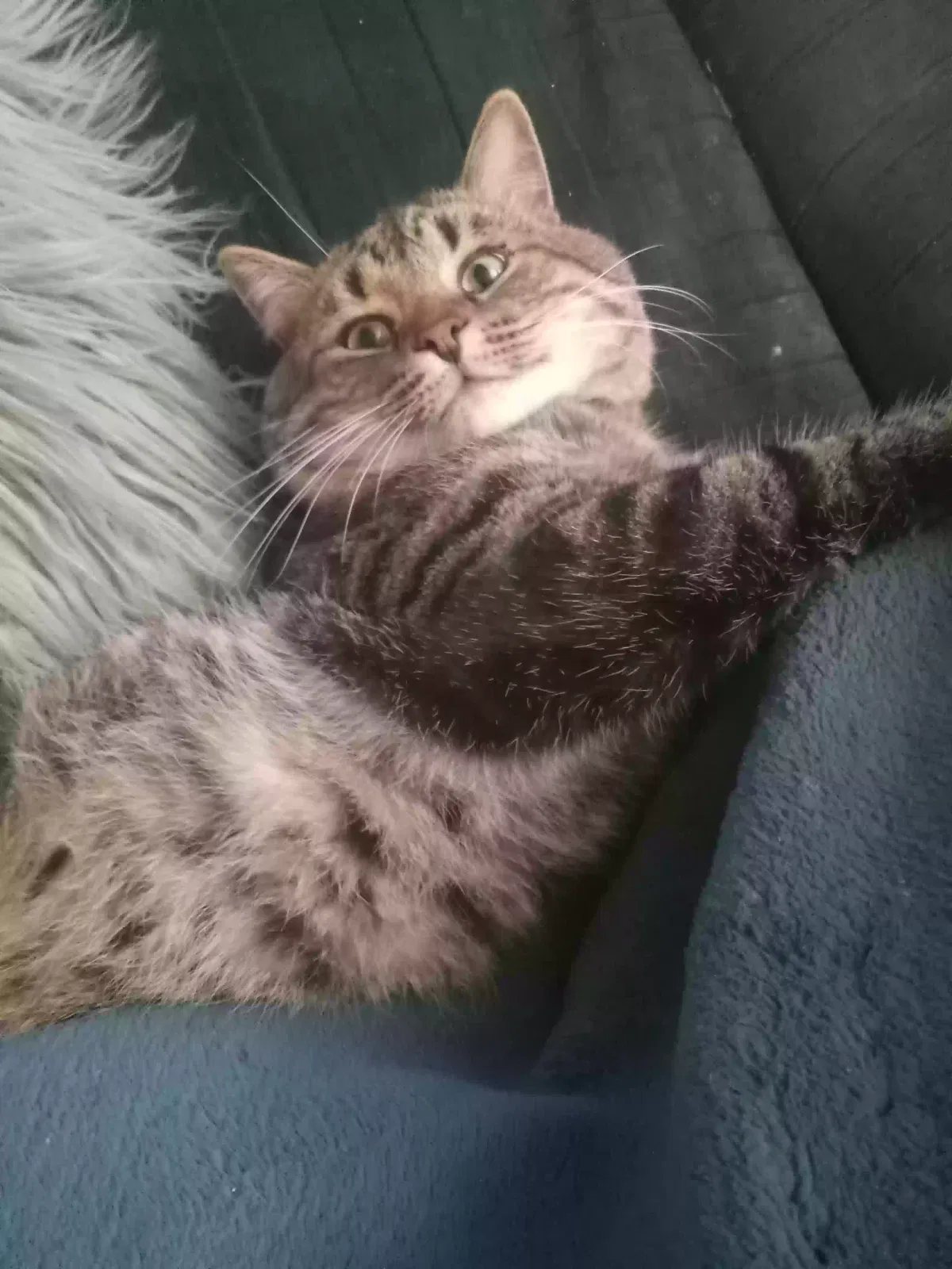Lost cat in Jackson, MI, 49203