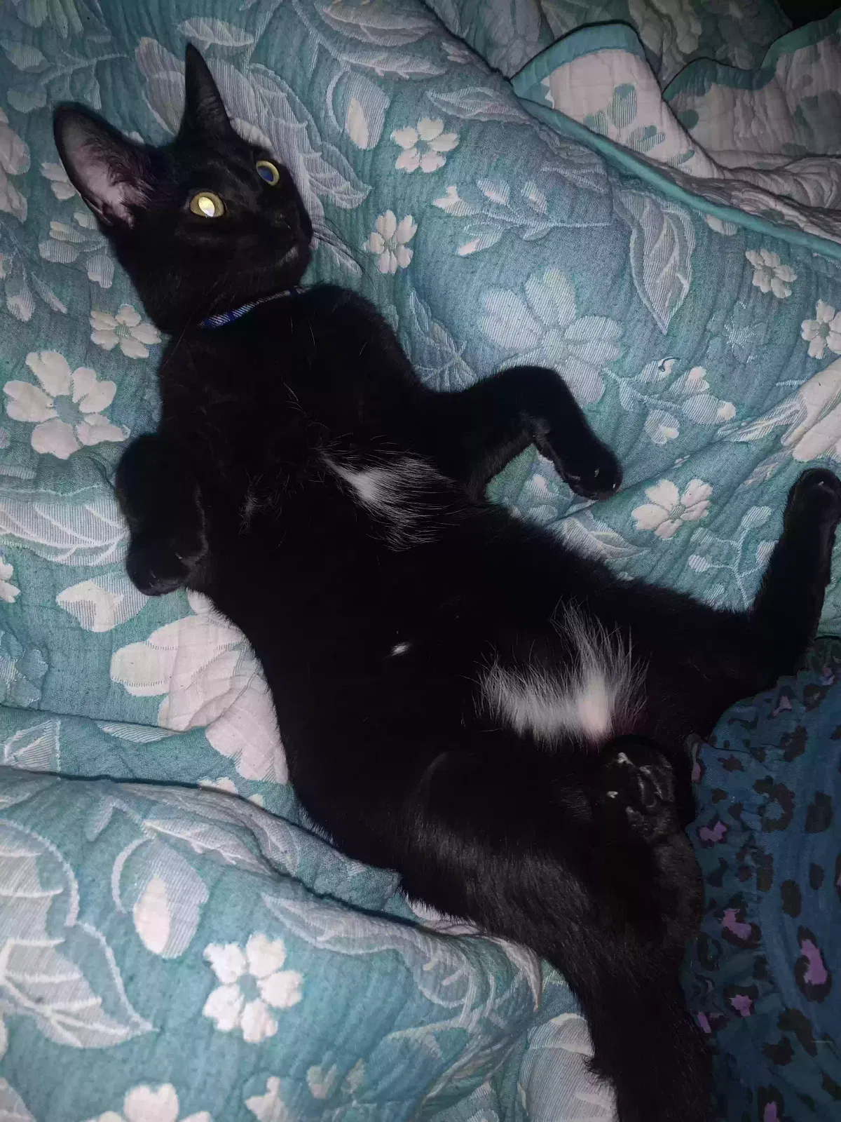 Lost cat in Jackson, MO, 63755