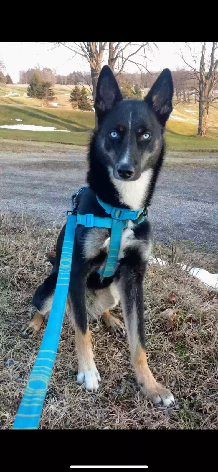 Lost dog in Sharon, PA, 16146