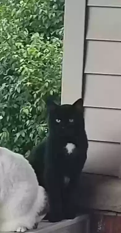 Lost cat in Cleveland, OH, 44102