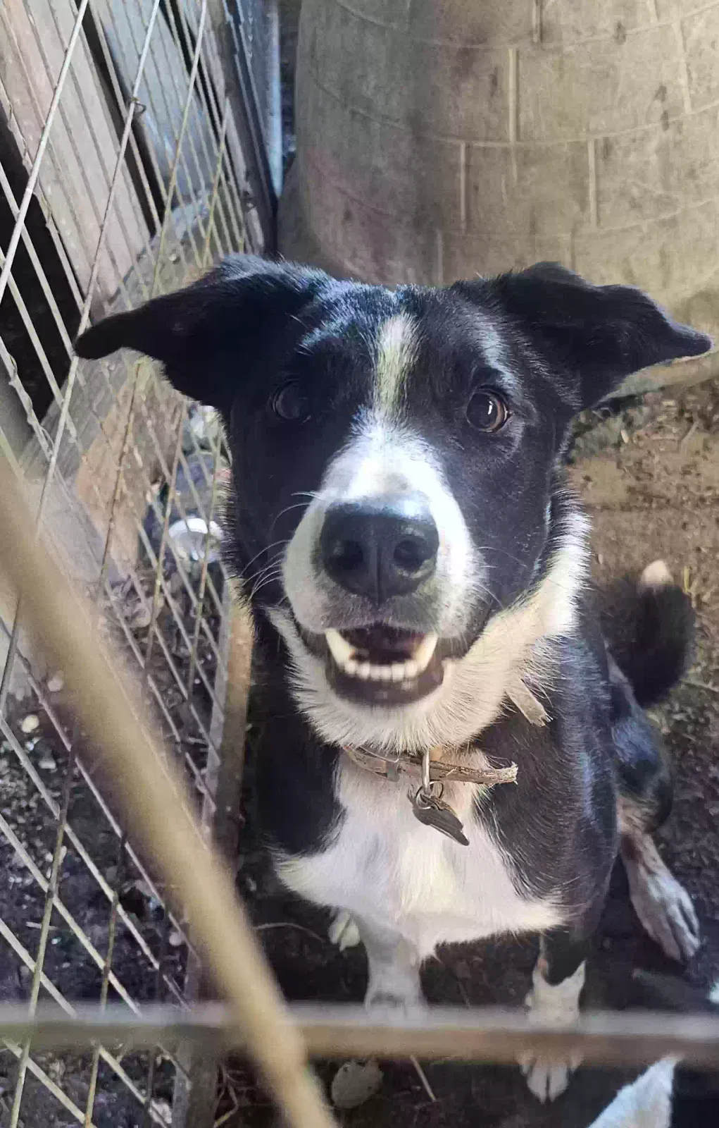 Lost dog in Dixon, CA, 95620