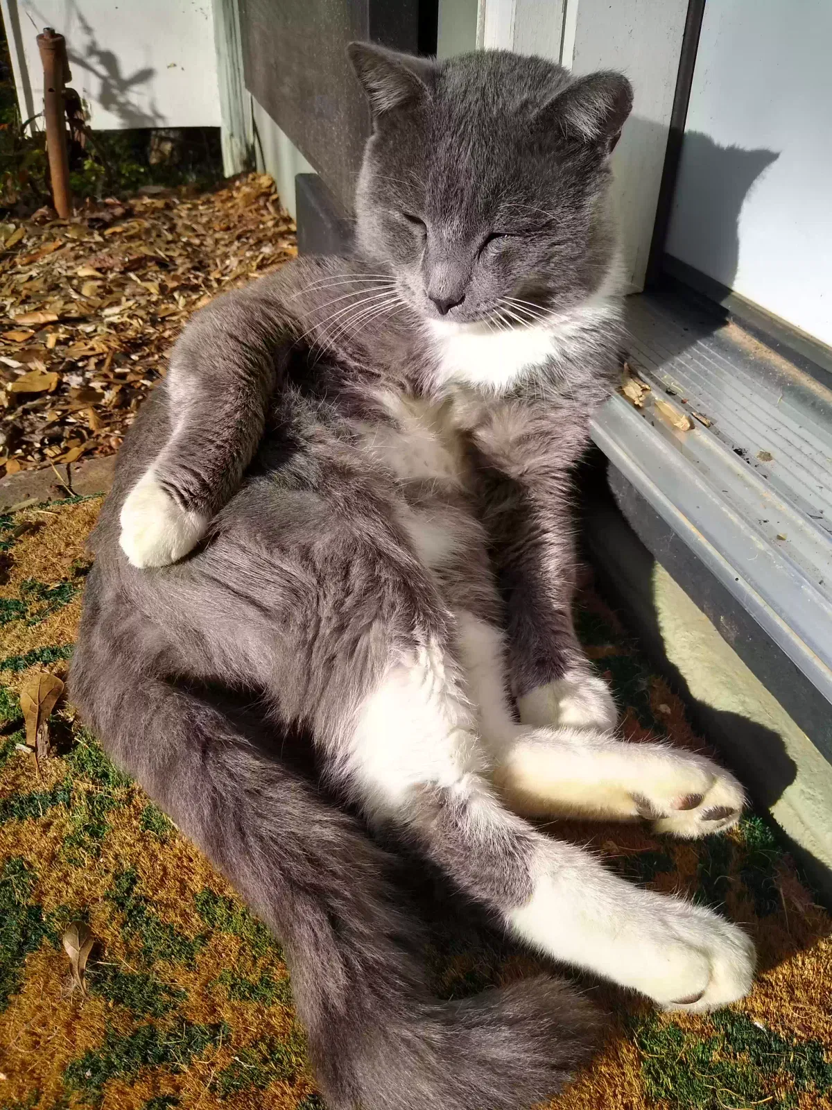 Lost cat in Travelers Rest, SC, 29690