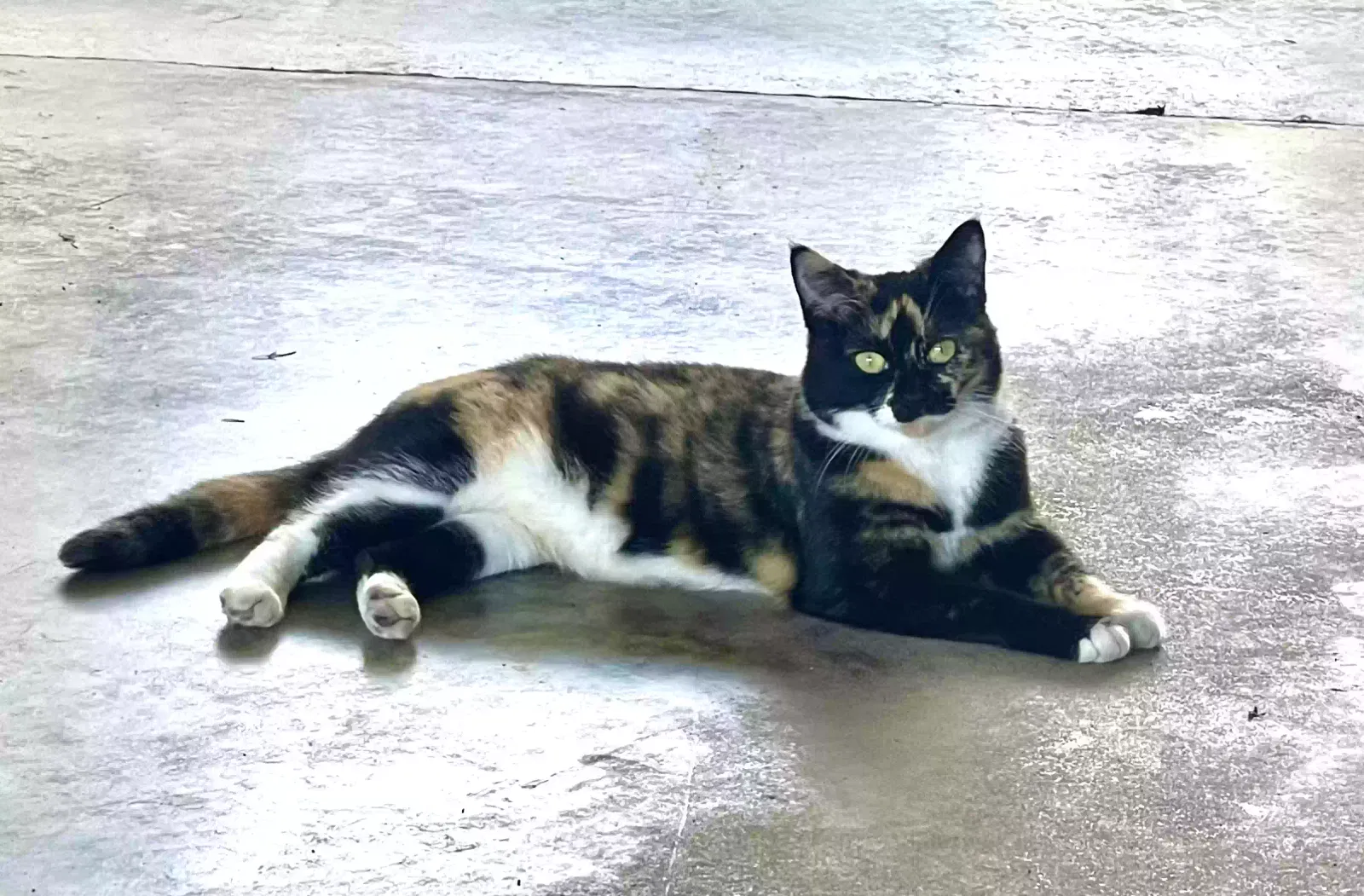 Lost cat in Charleston, TN, 37310