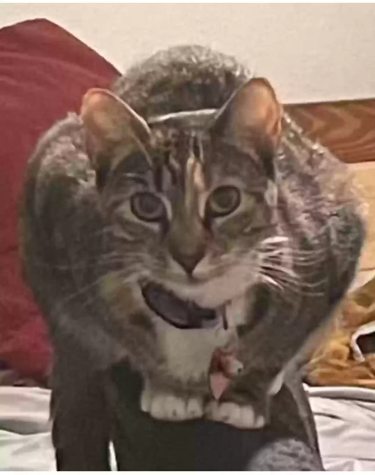 Lost cat in San Antonio, TX, 78247