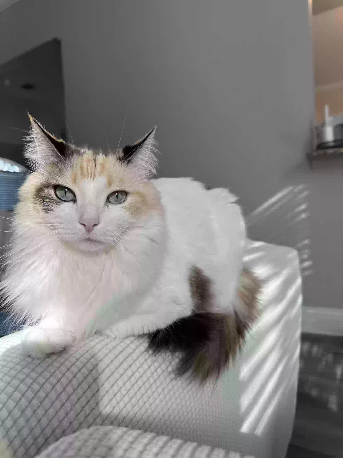 Lost cat in Frisco, TX, 75035