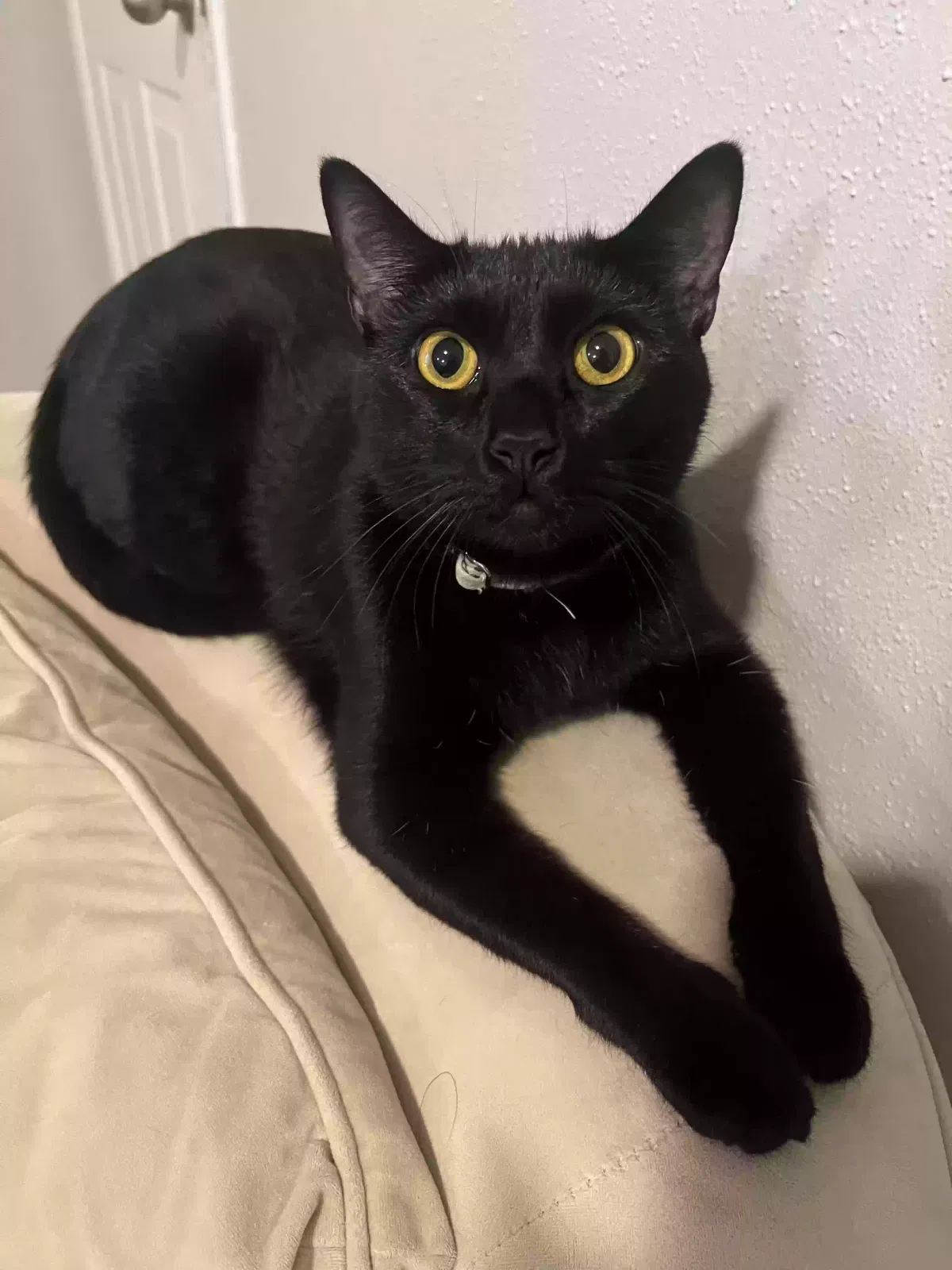 Lost cat in Chattanooga, TN, 37408